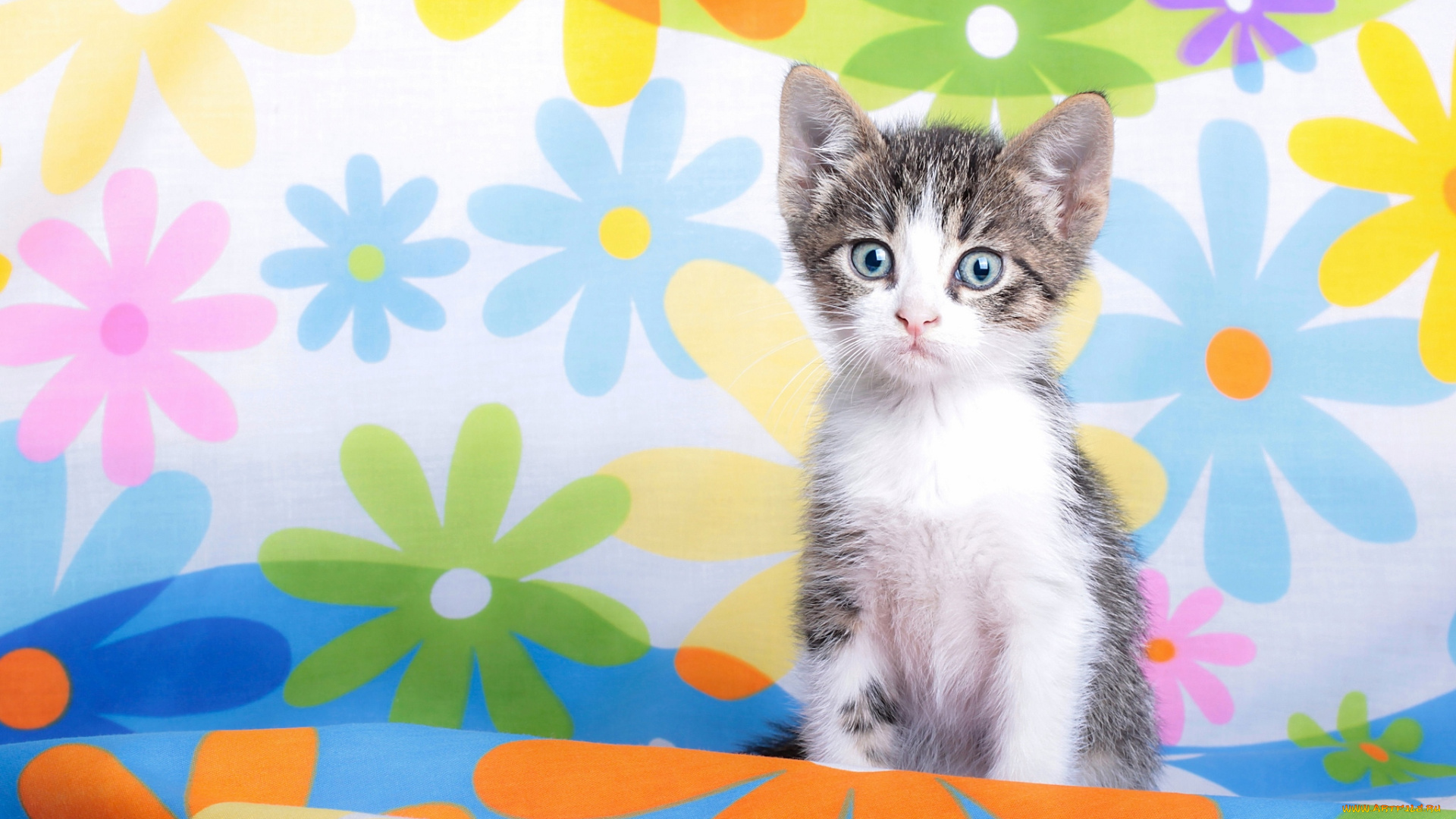 животные, коты, котейка