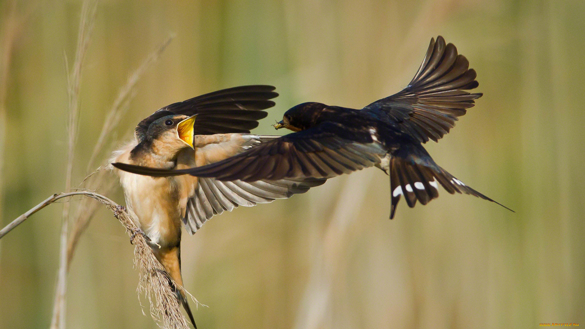 животные, ласточки, кормежка