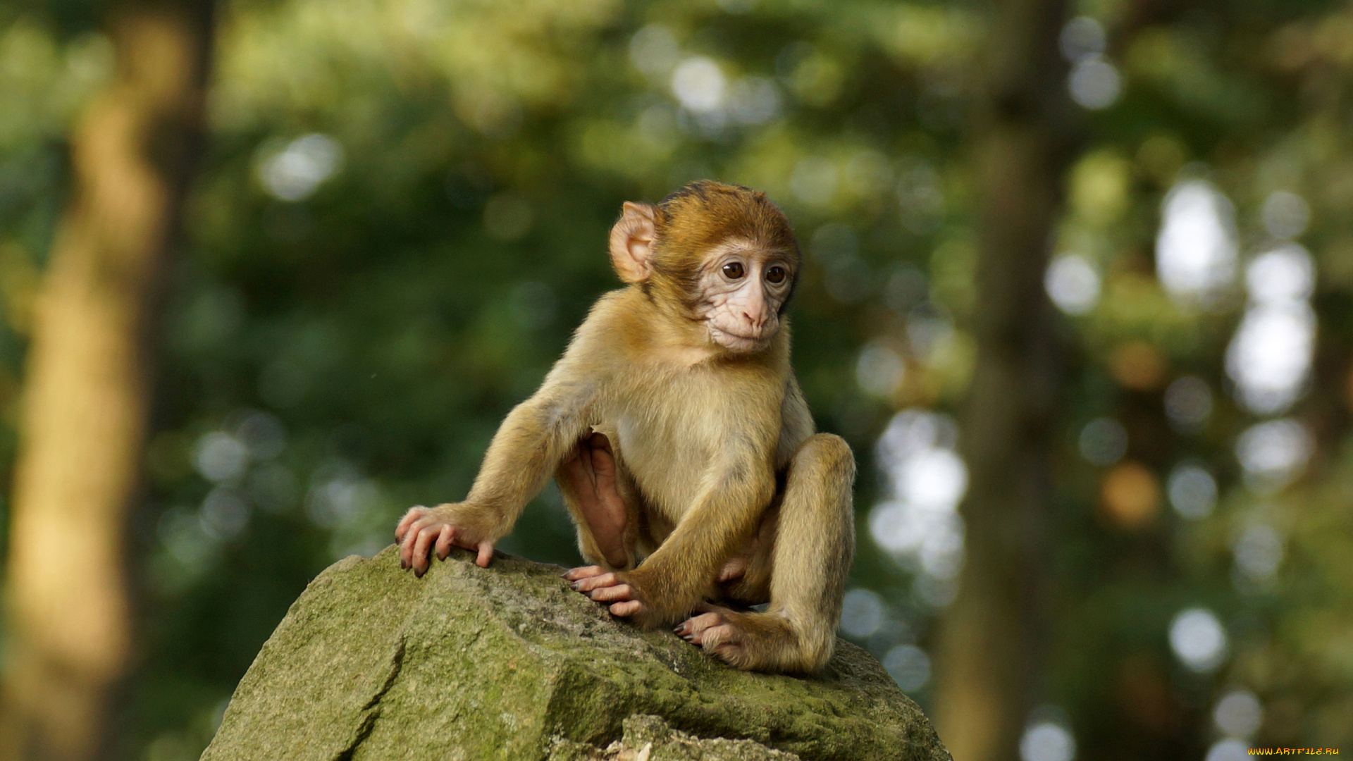 животные, обезьяны, камень
