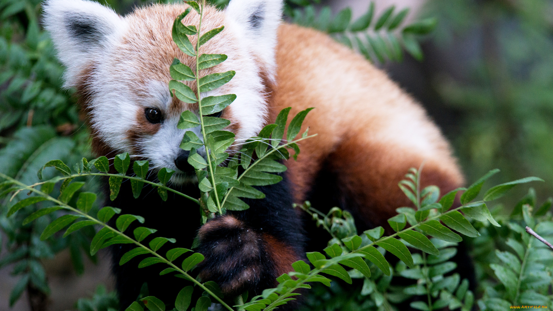 животные, панды, красная, панда