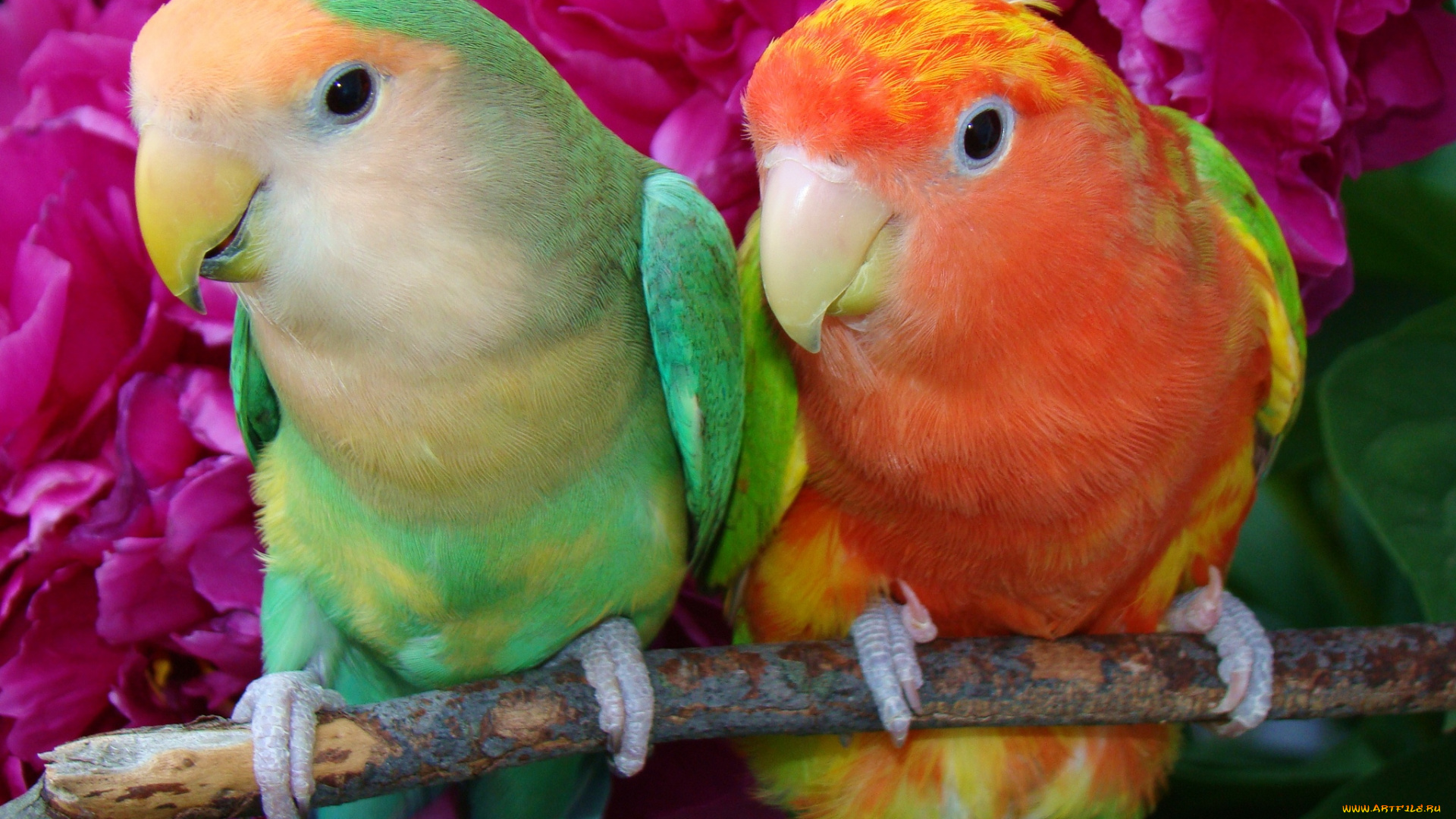 животные, попугаи, неразлучники