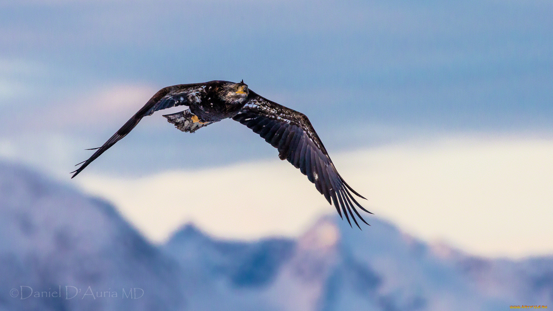 животные, птицы, хищники, полет