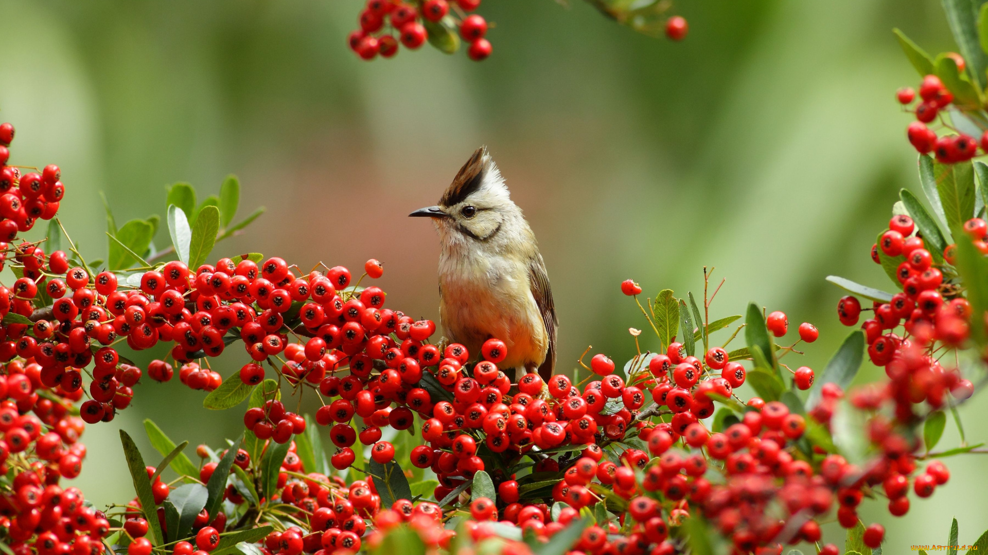 животные, птицы, ягоды, ветки, пираканта, буроголовая, юхина