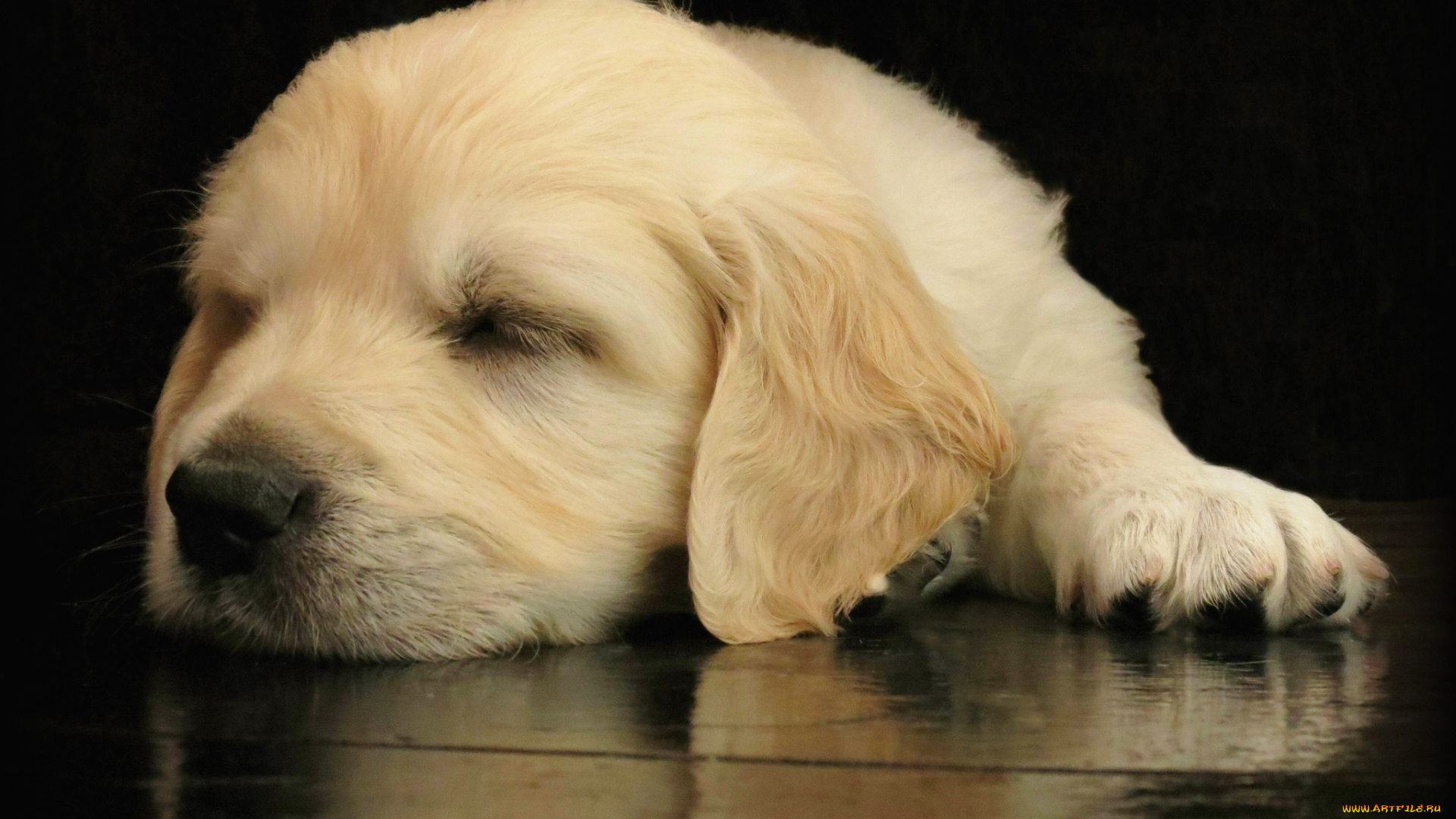 животные, собаки, щенок, ретривер