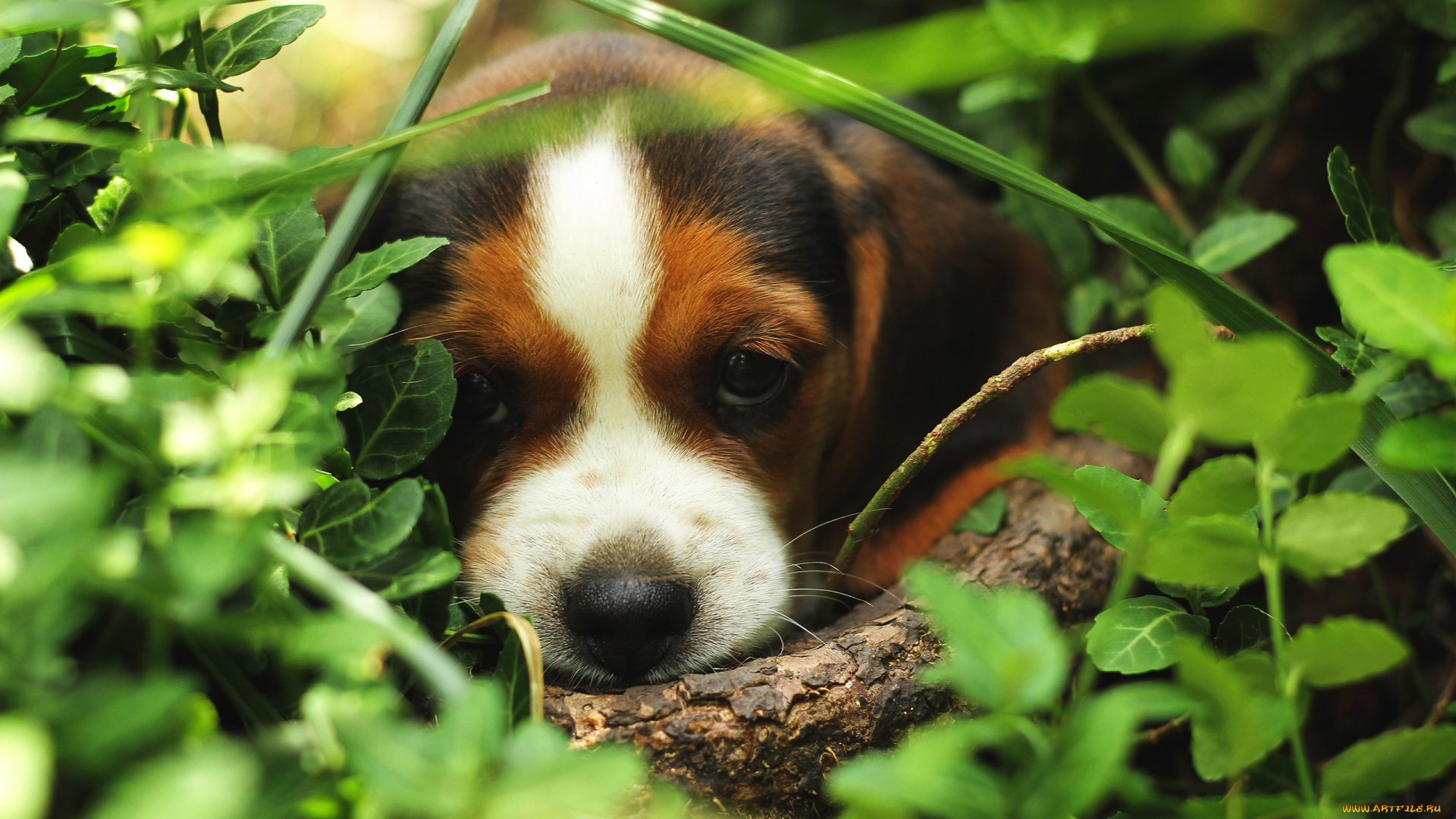 животные, собаки, ветка, щенок, листья