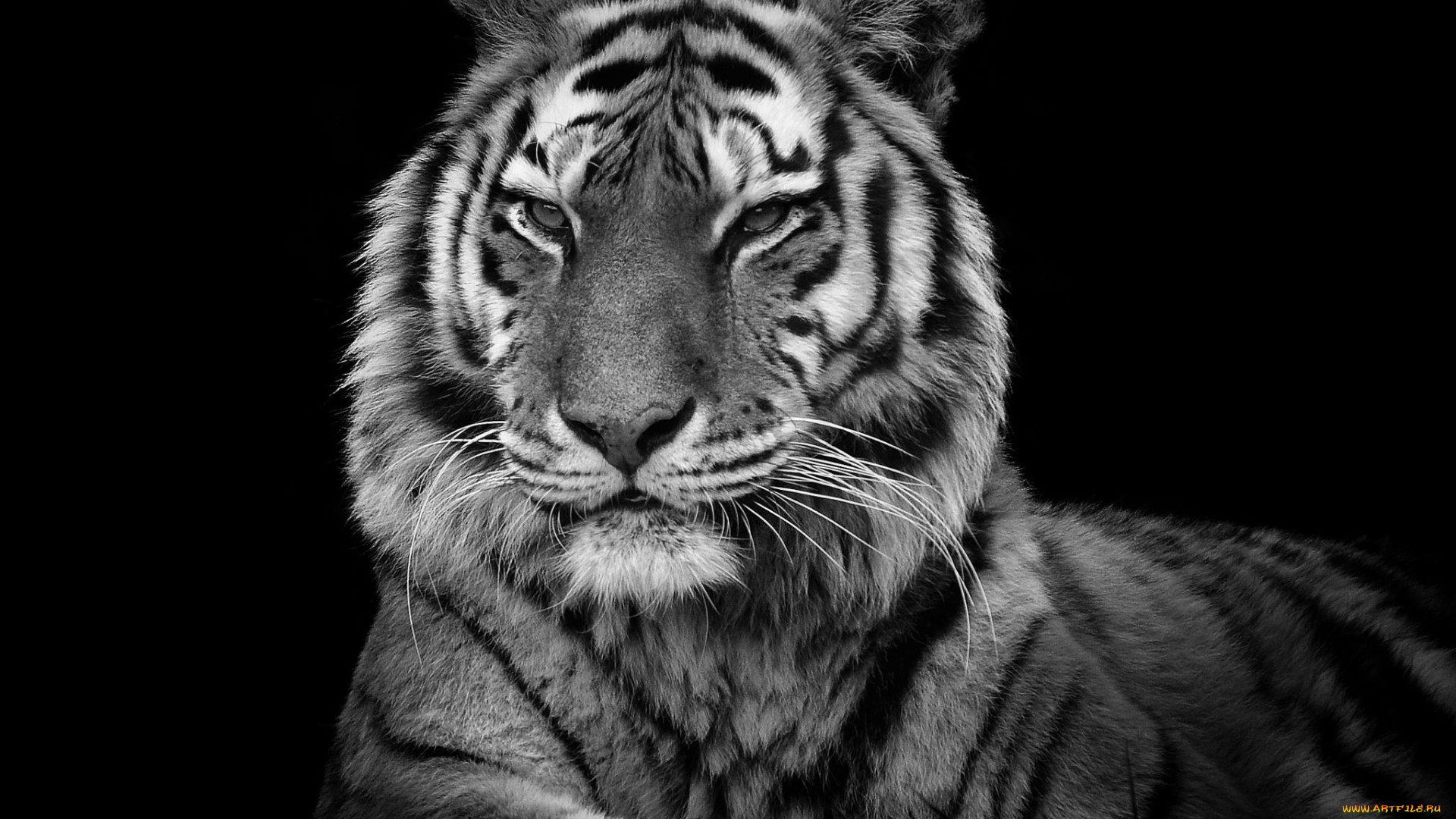 животные, тигры, портрет