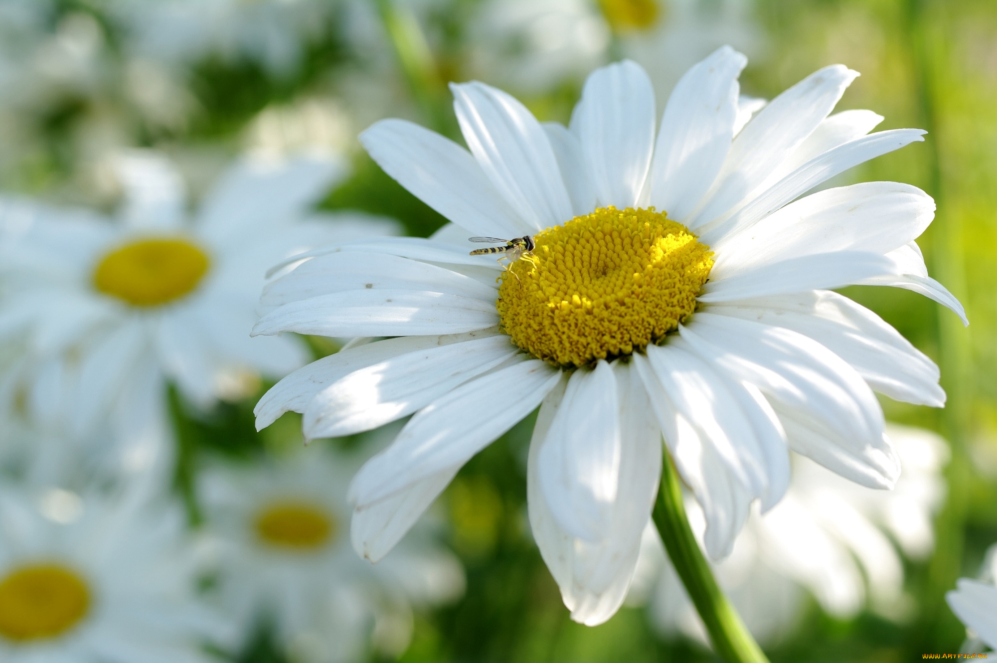 цветы, ромашки, лепестки, козявка