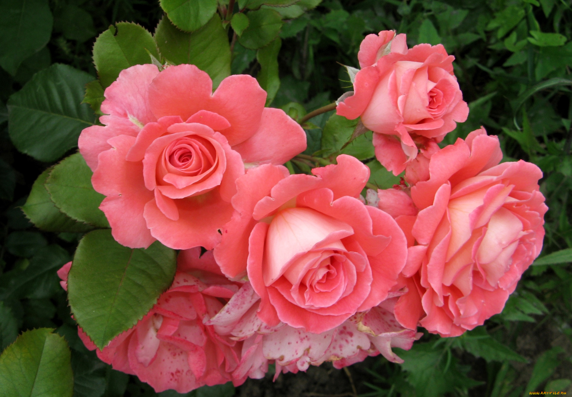 цветы, розы, куст