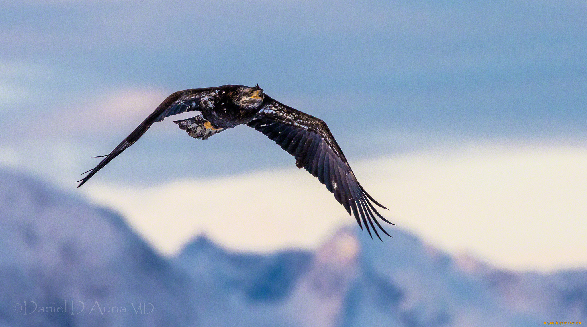 животные, птицы, хищники, полет