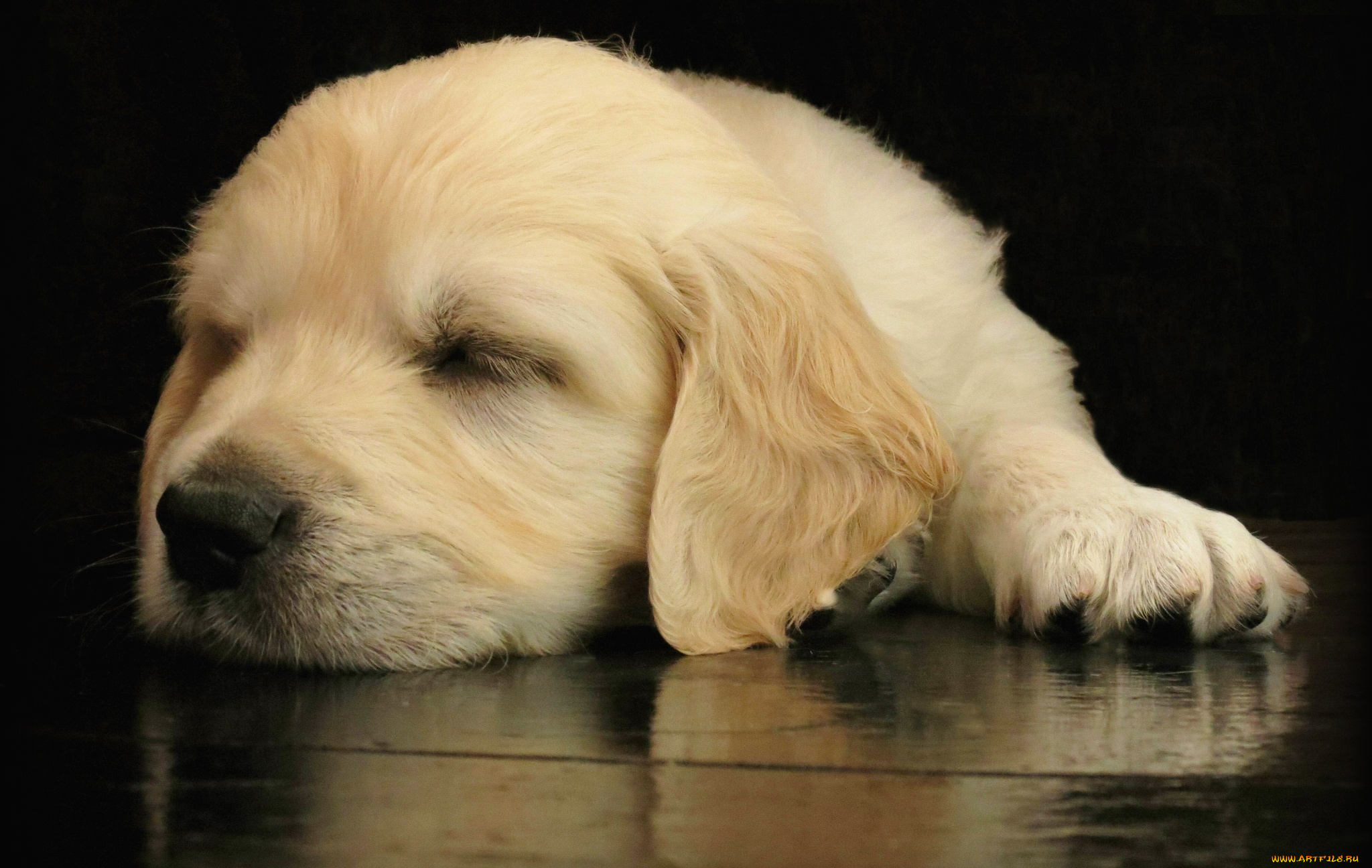 животные, собаки, щенок, ретривер