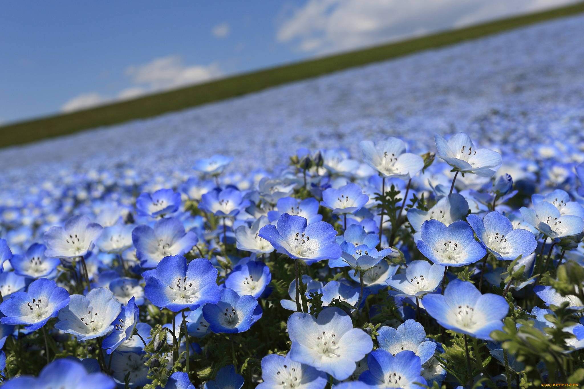 цветы, немофилы, вероники