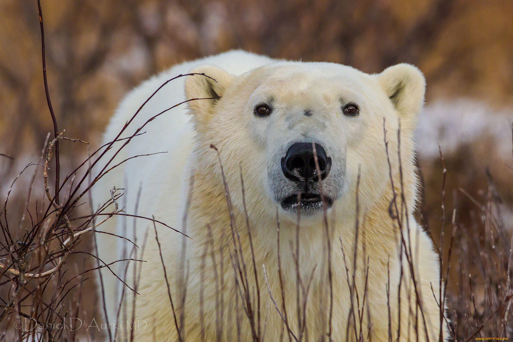 животные, медведи, портрет