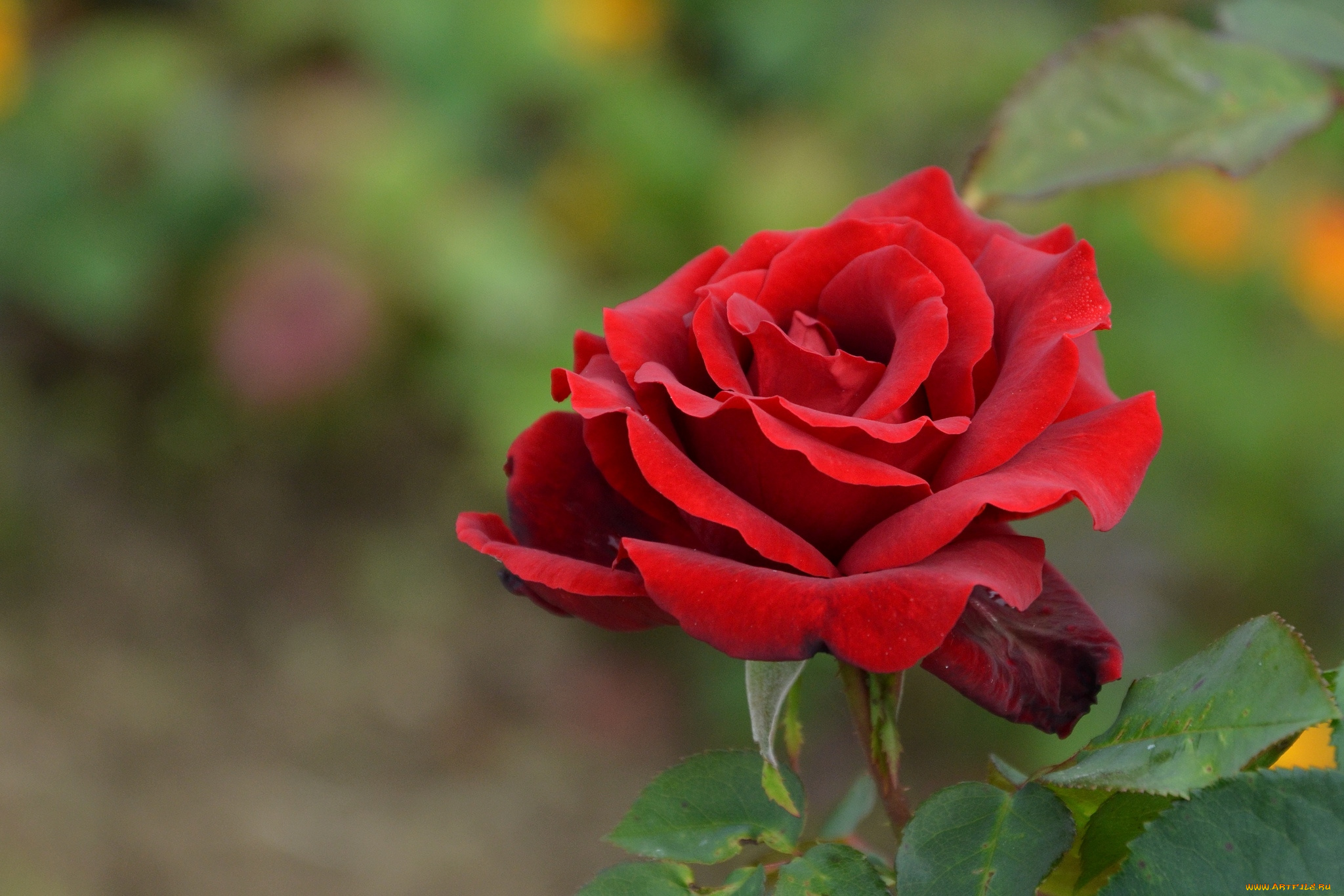 цветы, розы, красный