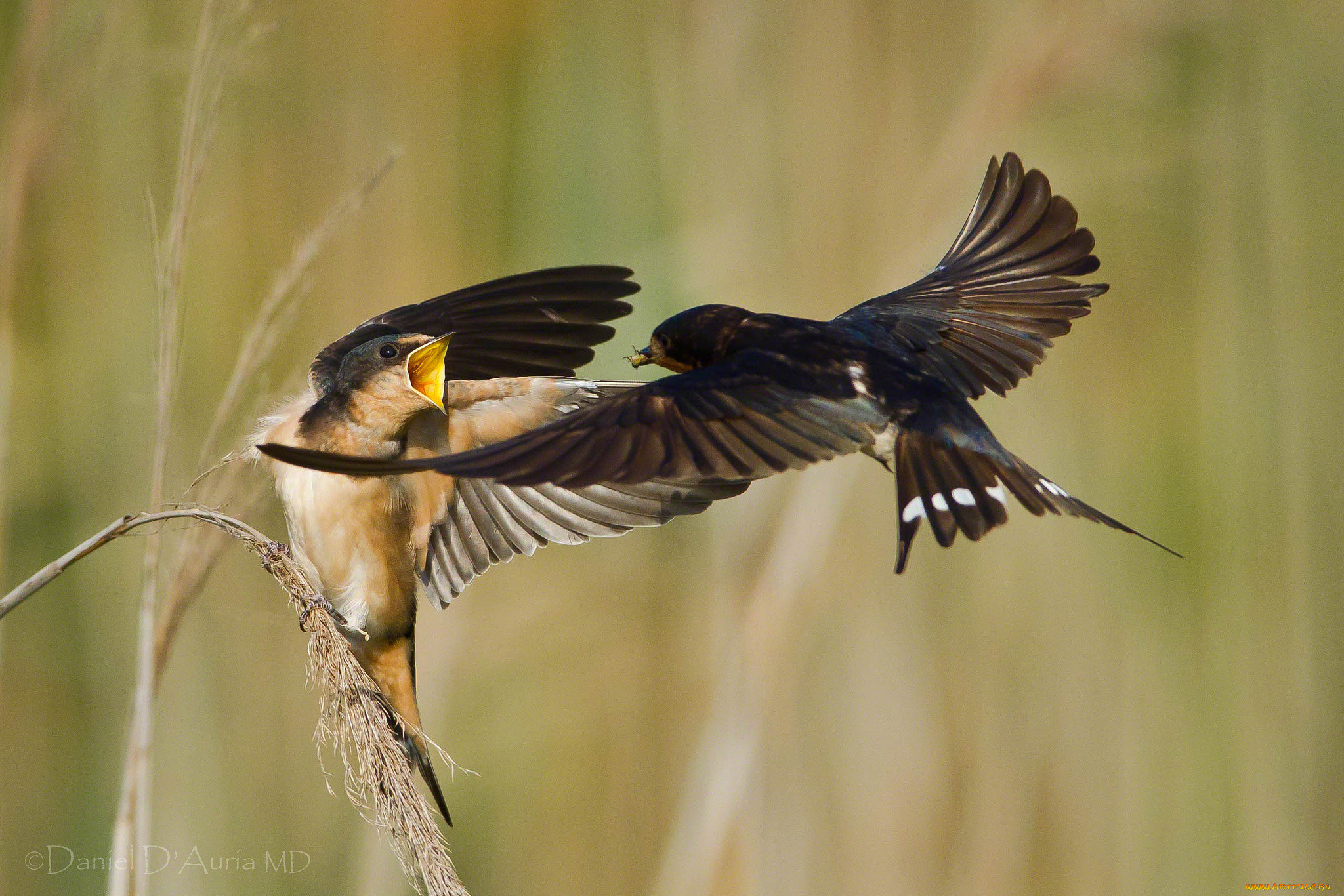 животные, ласточки, кормежка