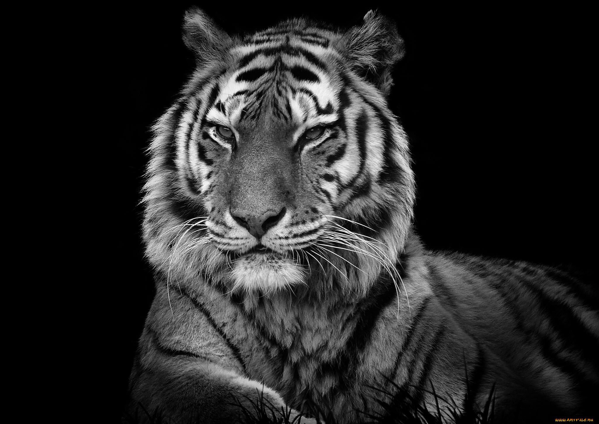 животные, тигры, портрет