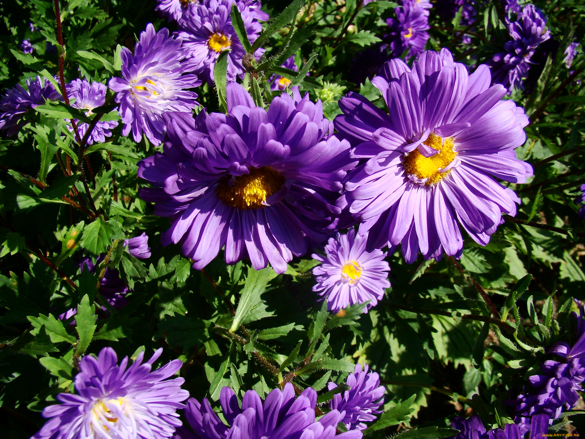 астра, цветы, астры