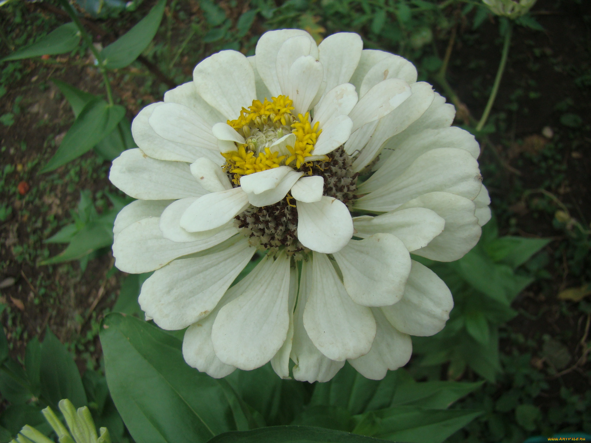 цинния, цветы