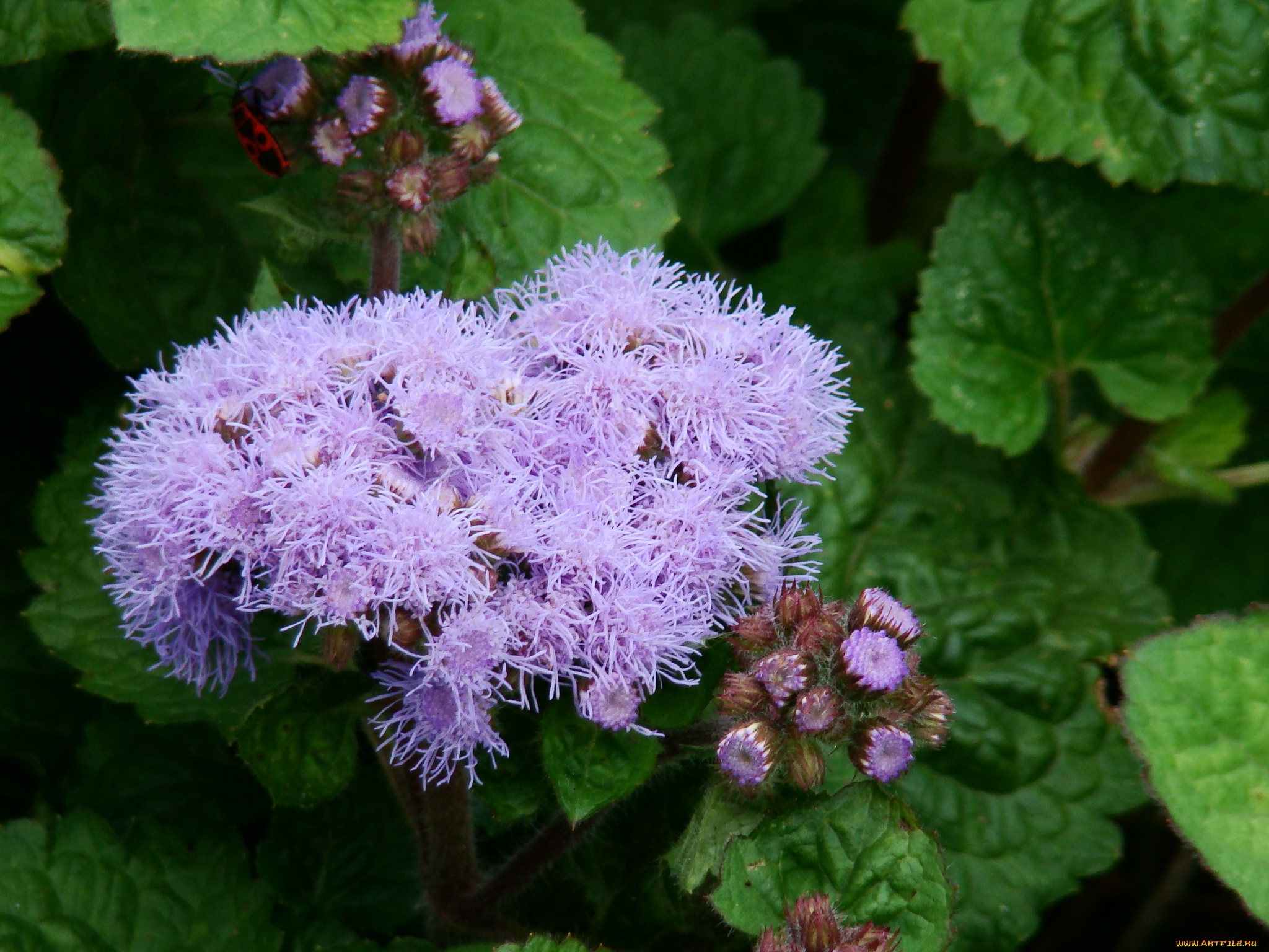 цветы, агератум