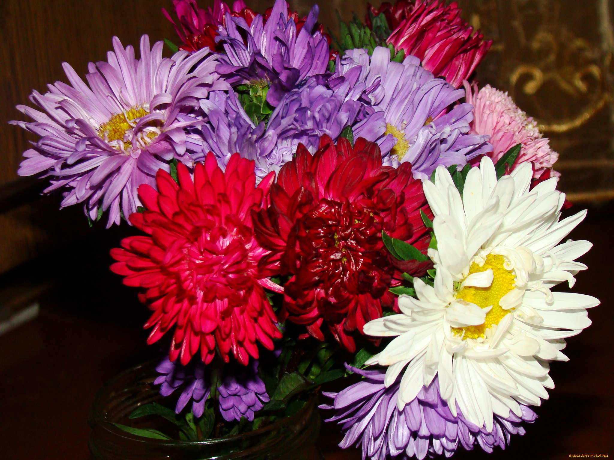 цветы, астры, астра