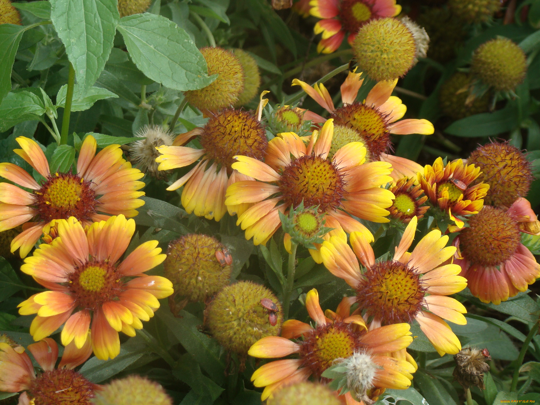 цветы, гайлардии, гелениумы