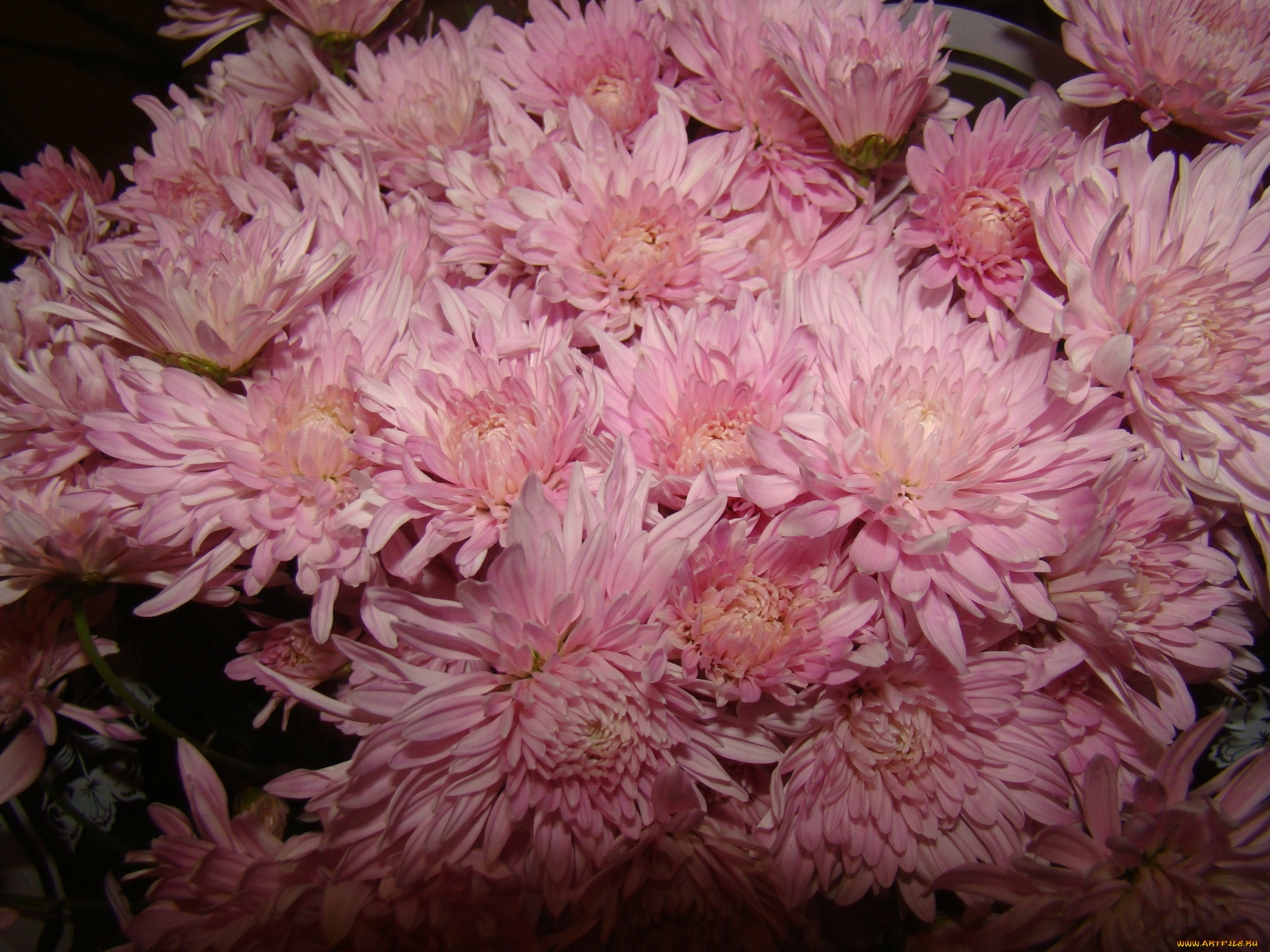 цветы, хризантемы