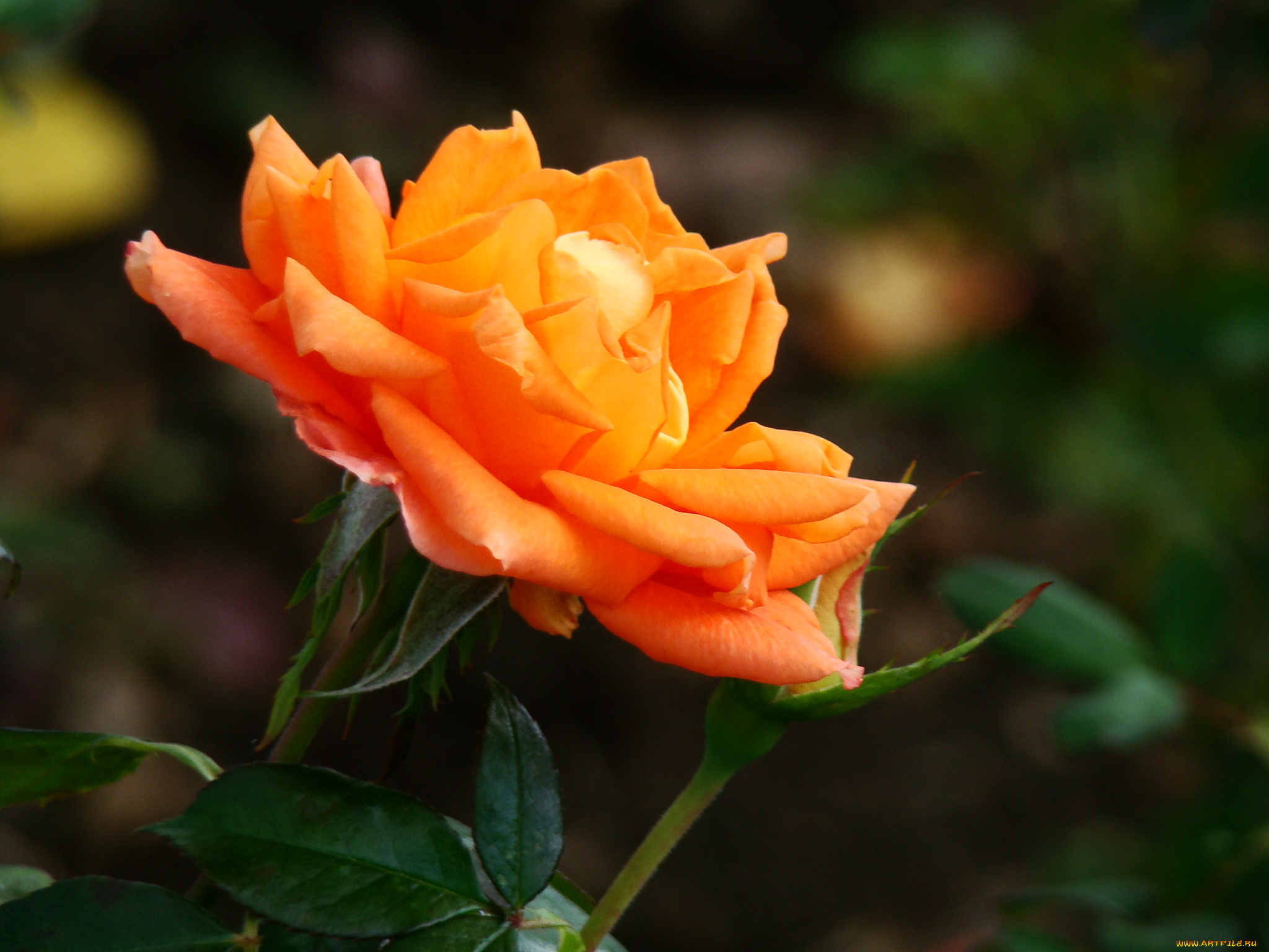 цветы, розы