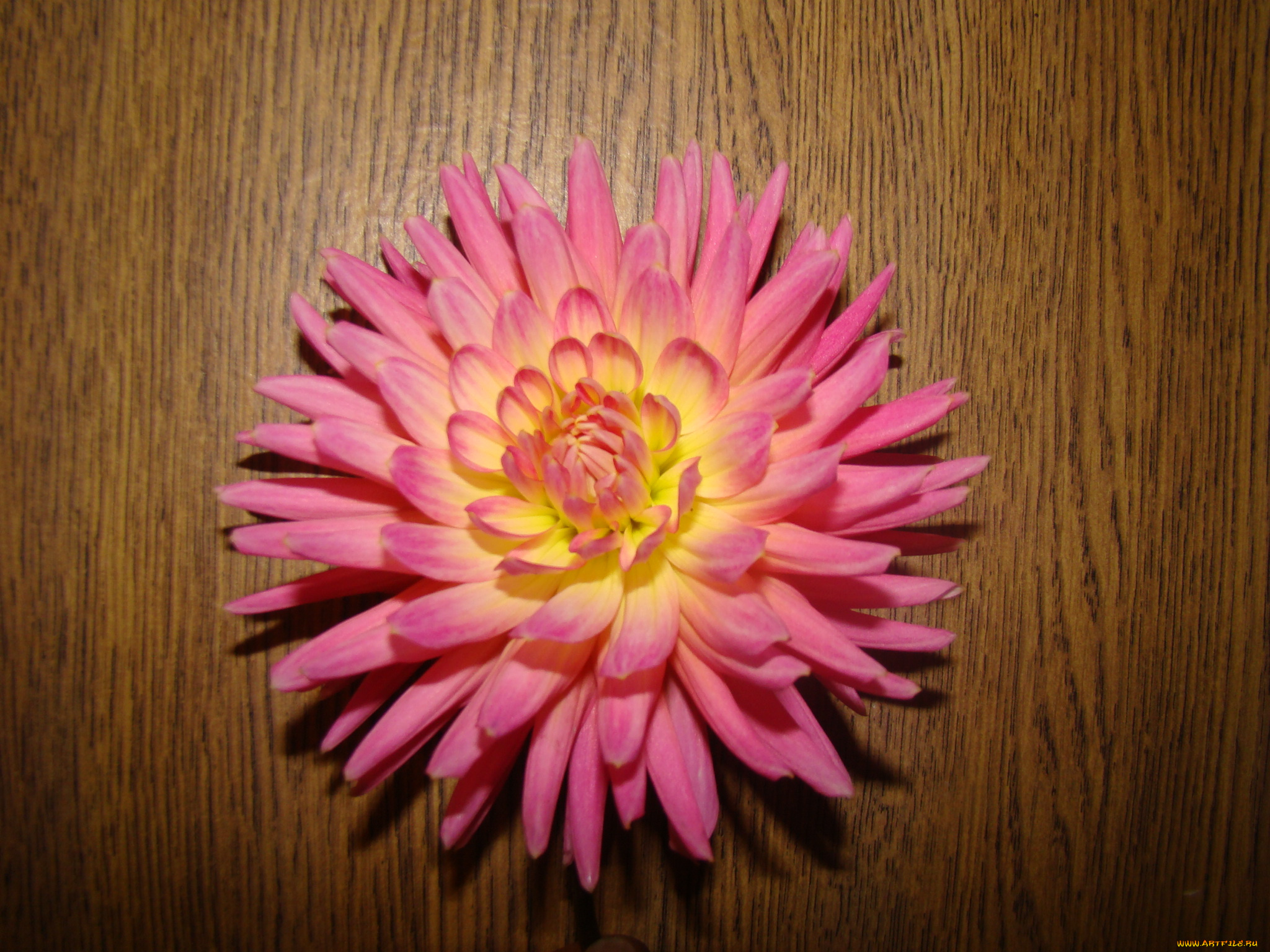 георгин, цветы, георгины