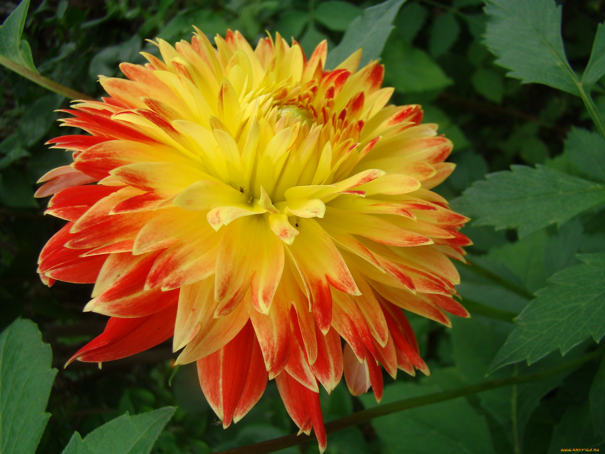 георгин, цветы, георгины