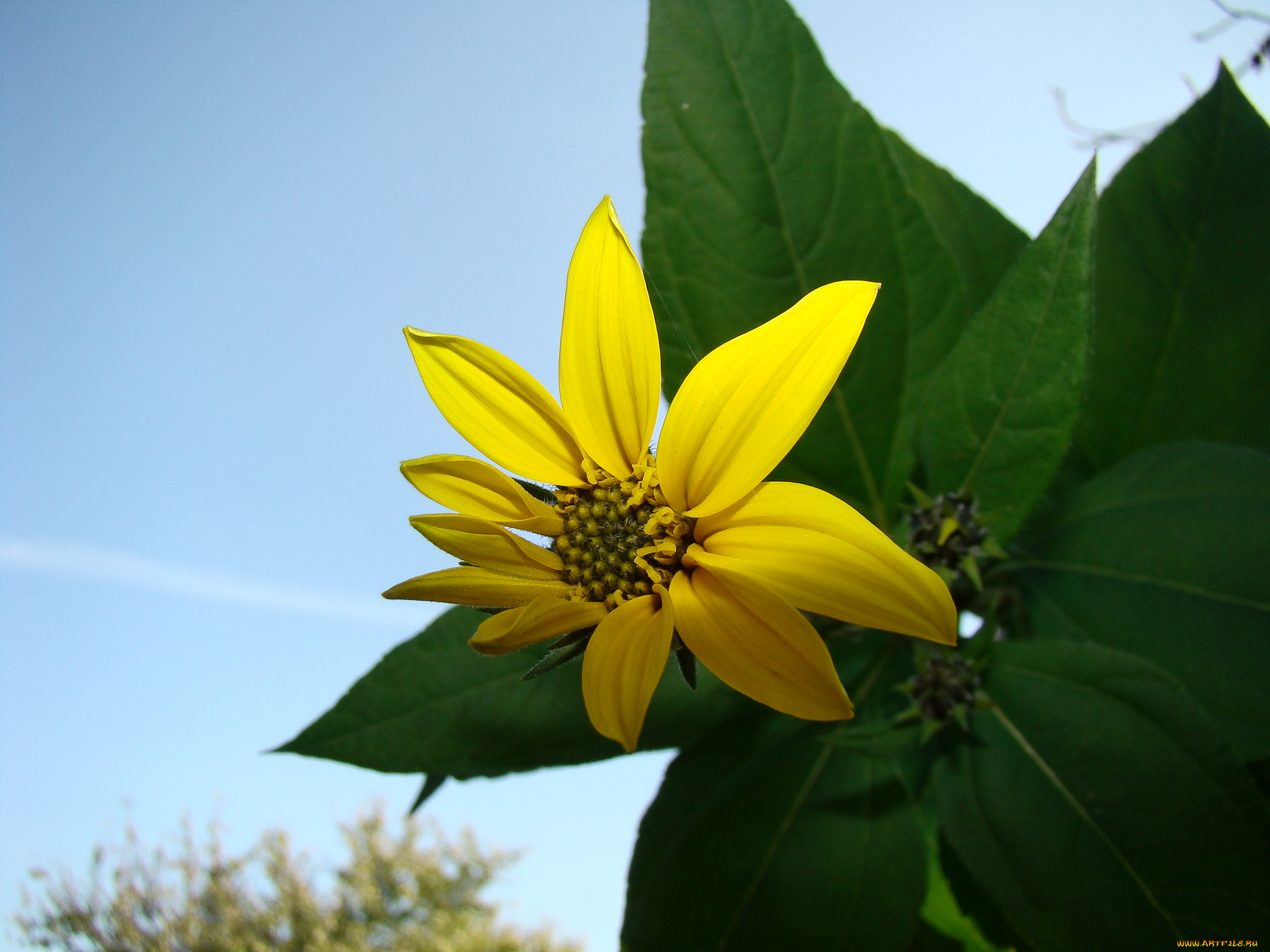 топинамбур, цветы