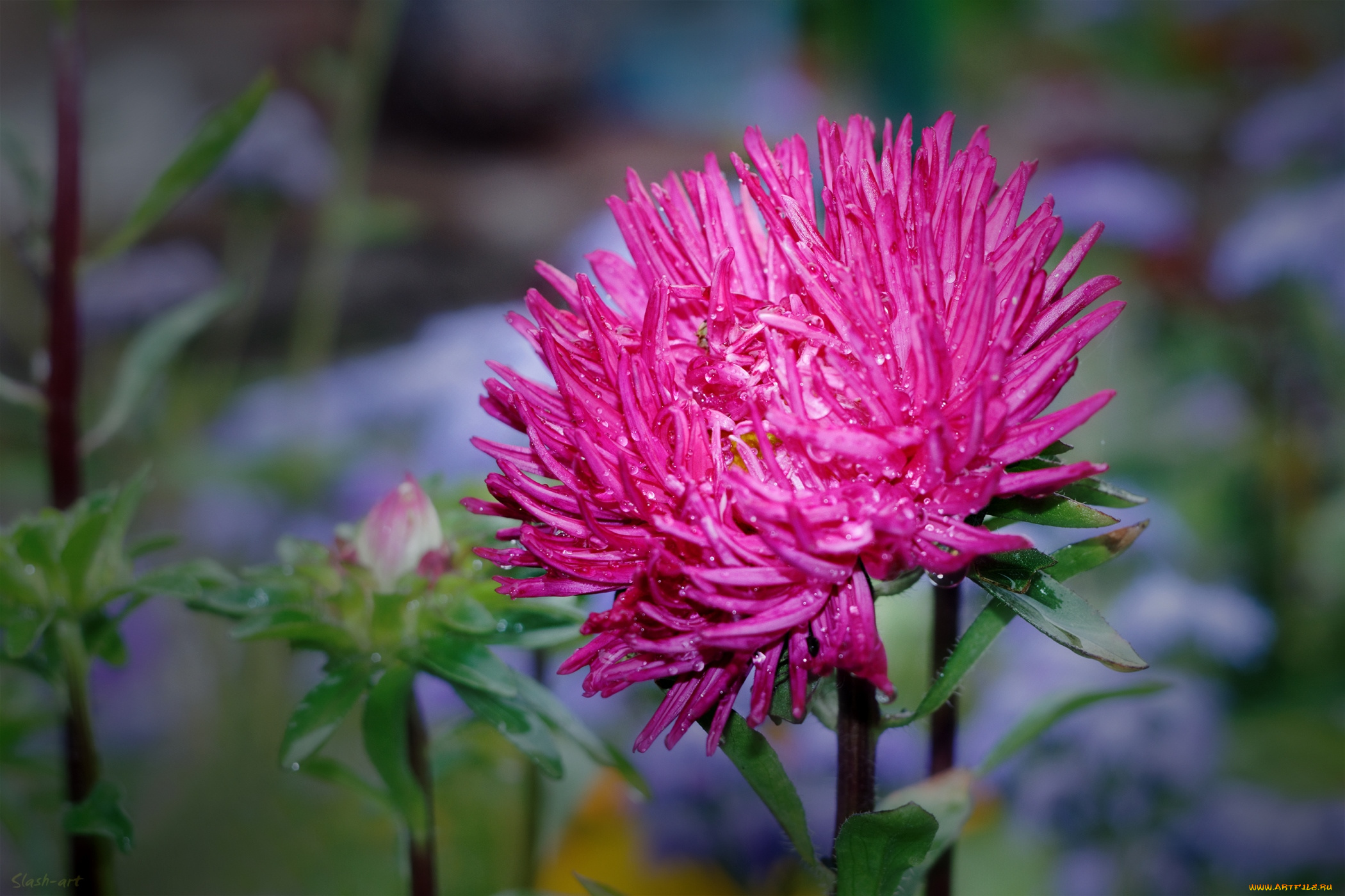 цветы, астры, макро