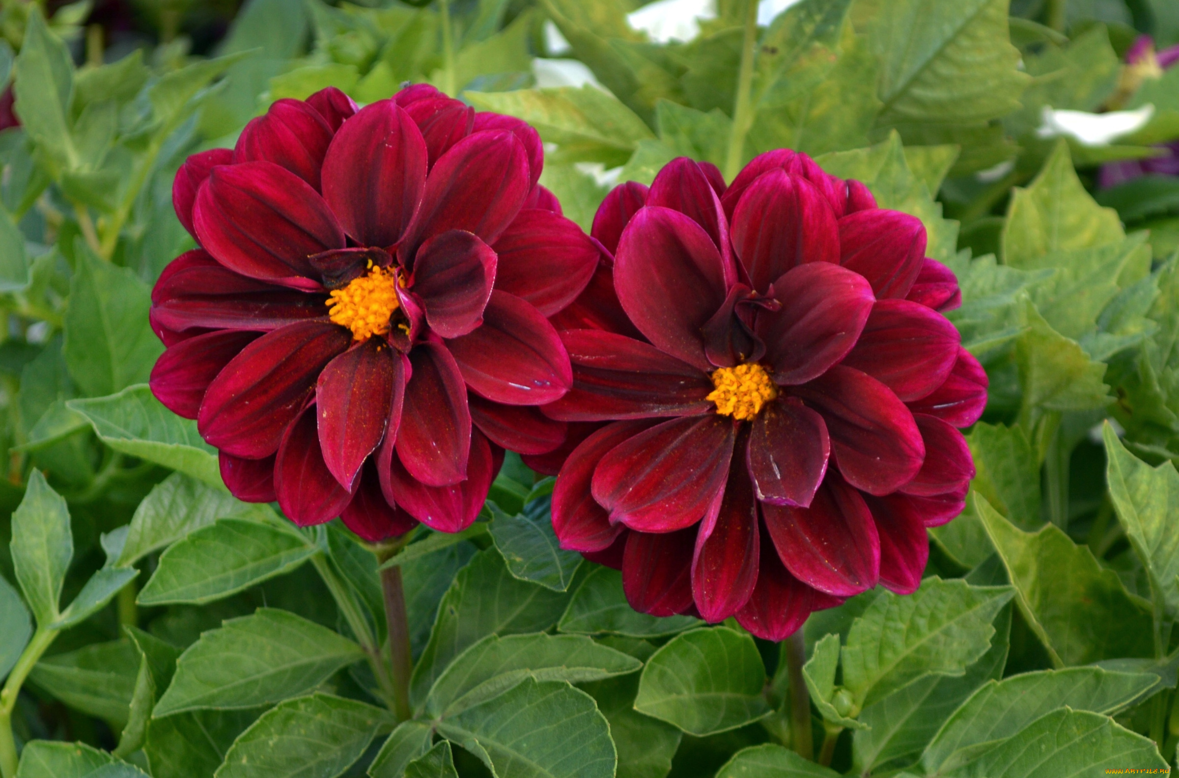 цветы, георгины, пара, бордо