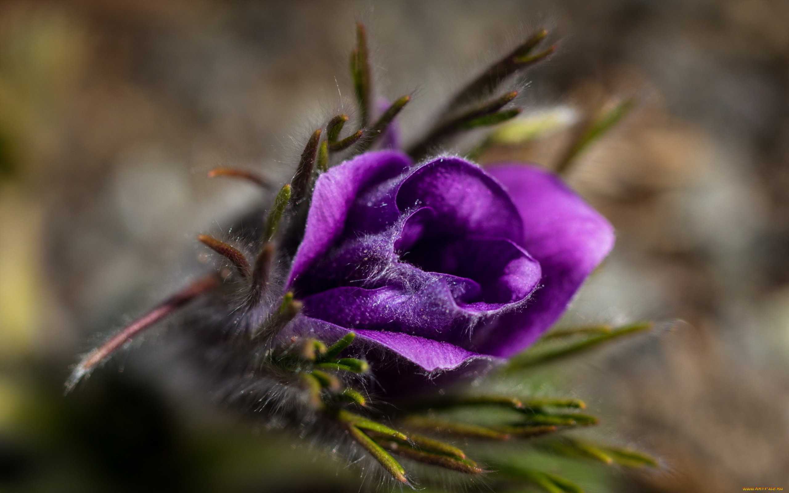 цветы, анемоны, адонисы, цветок, бутон, лепестки