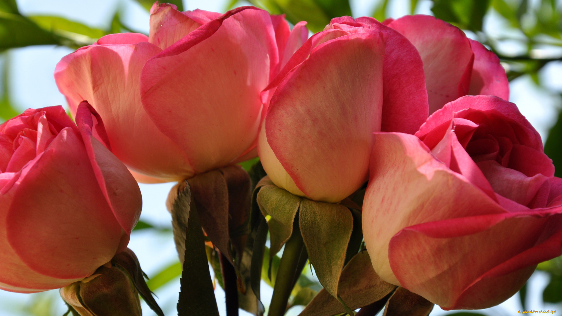 цветы, розы, букет, розовые