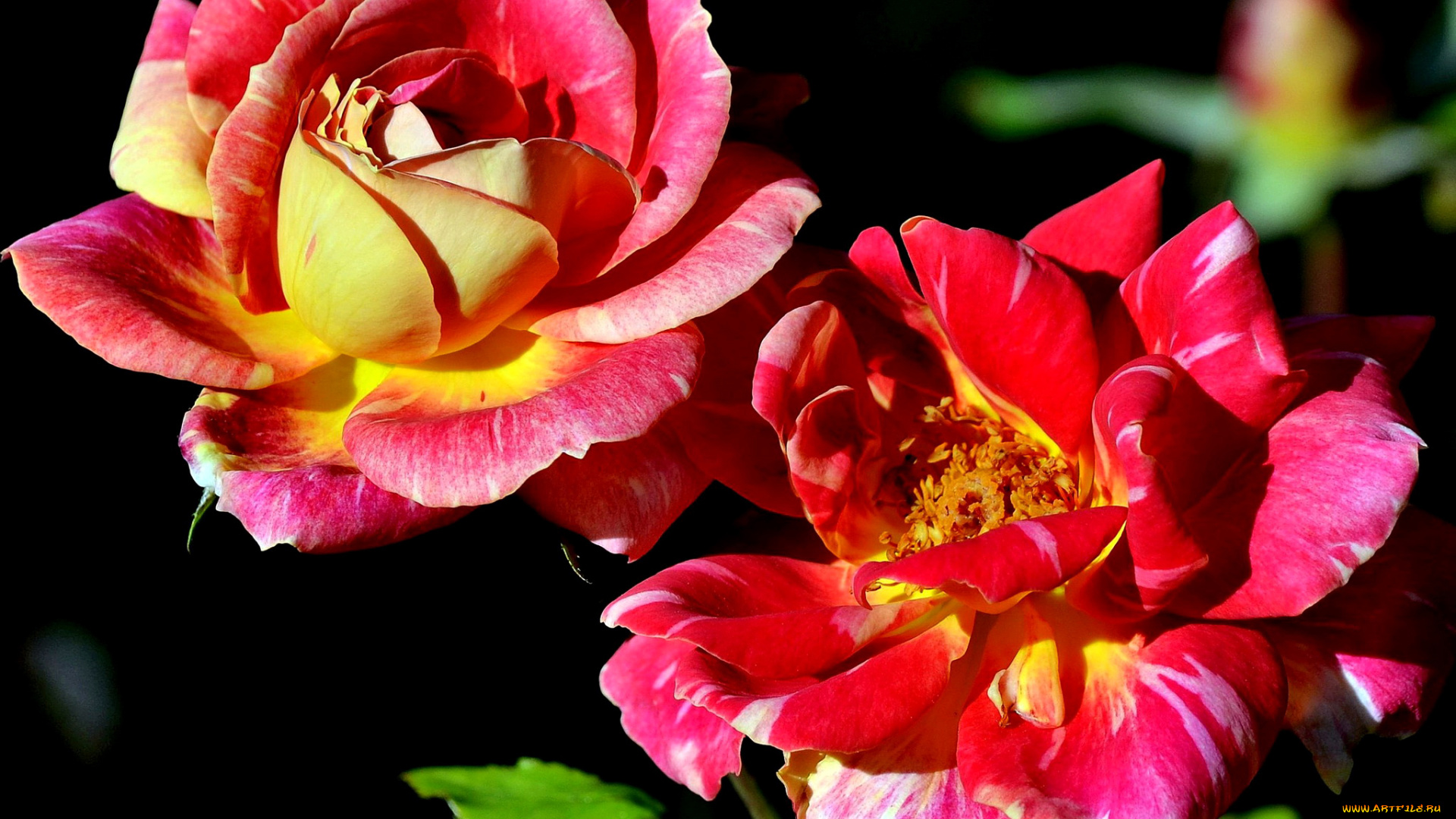 цветы, розы, розовые