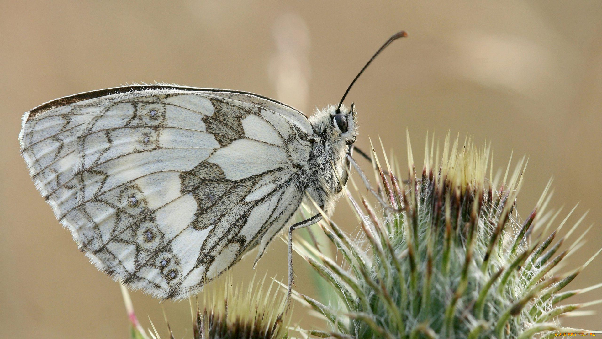 животные, бабочки, чертополох, бабочка, цветок, колючки
