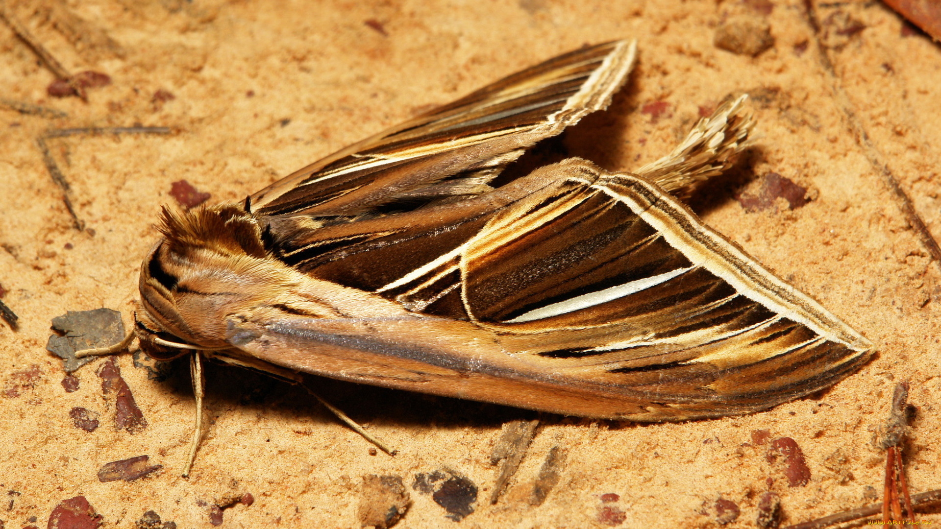 животные, бабочки, itchydogimages, макро, земля, моль, крылья