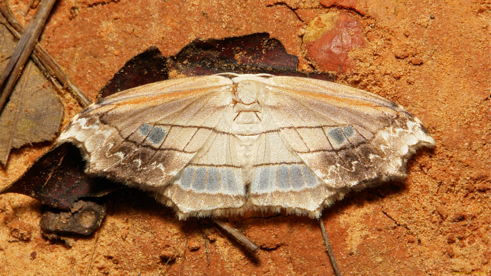 животные, бабочки, itchydogimages, макро, моль, мотылёк