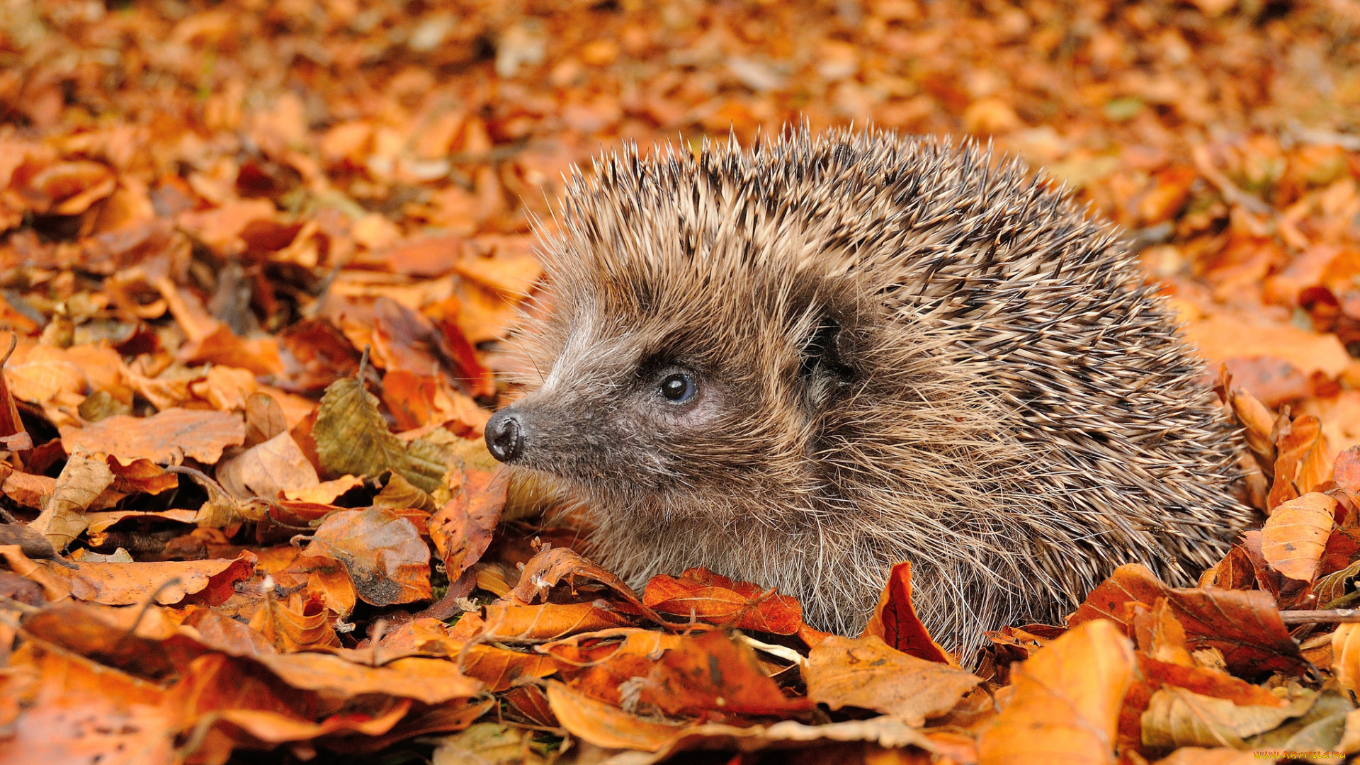животные, ежи, ежик, листья, осень