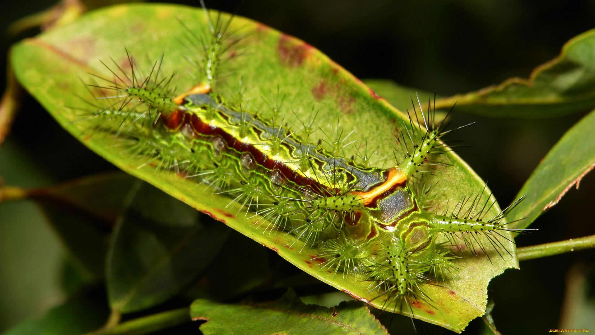 животные, гусеницы, гусеница, листья, макро, itchydogimages