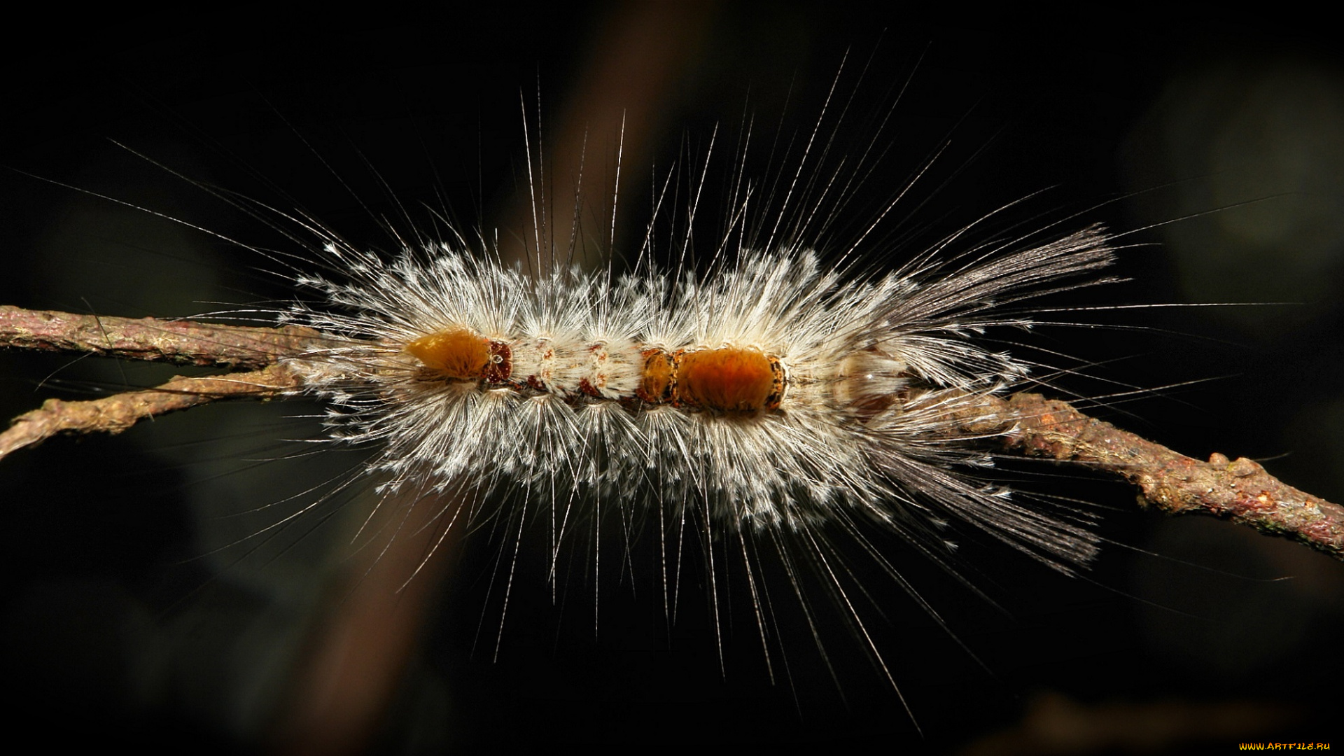 животные, гусеницы, itchydogimages, макро, гусеница, веточка