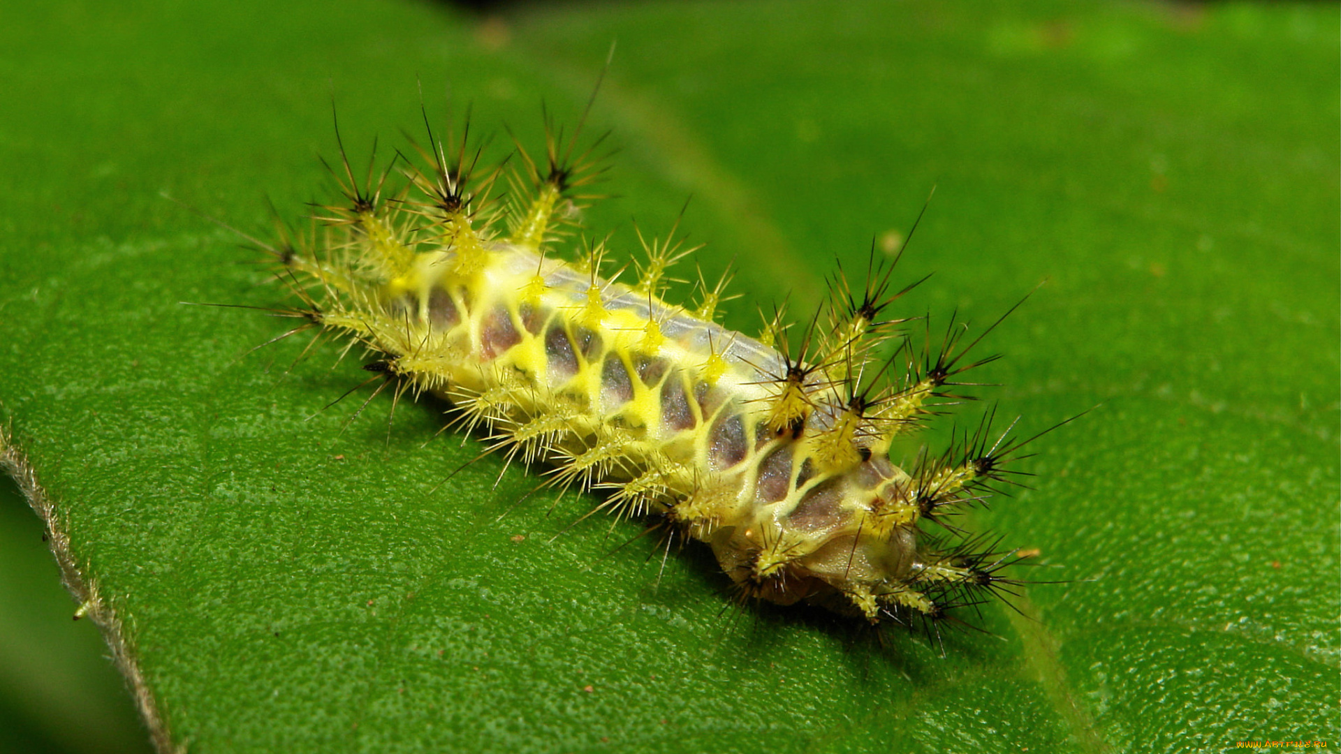 животные, гусеницы, itchydogimages, макро, лист, гусеница