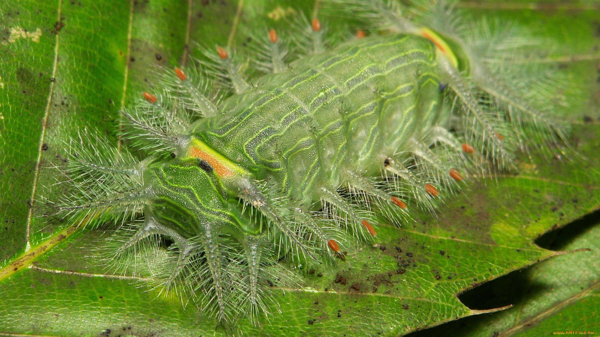 животные, гусеницы, itchydogimages, макро, лист, гусеница