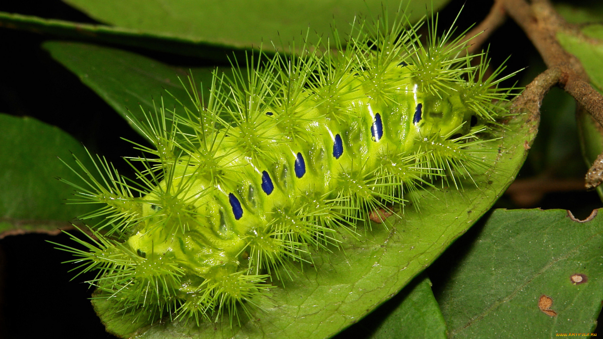 животные, гусеницы, itchydogimages, макро, веточка, листья, гусеница, зелёная