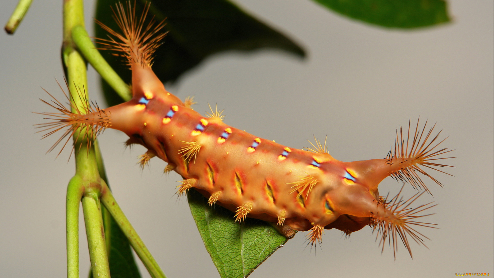 животные, гусеницы, макро, лист, гусеница, itchydogimages