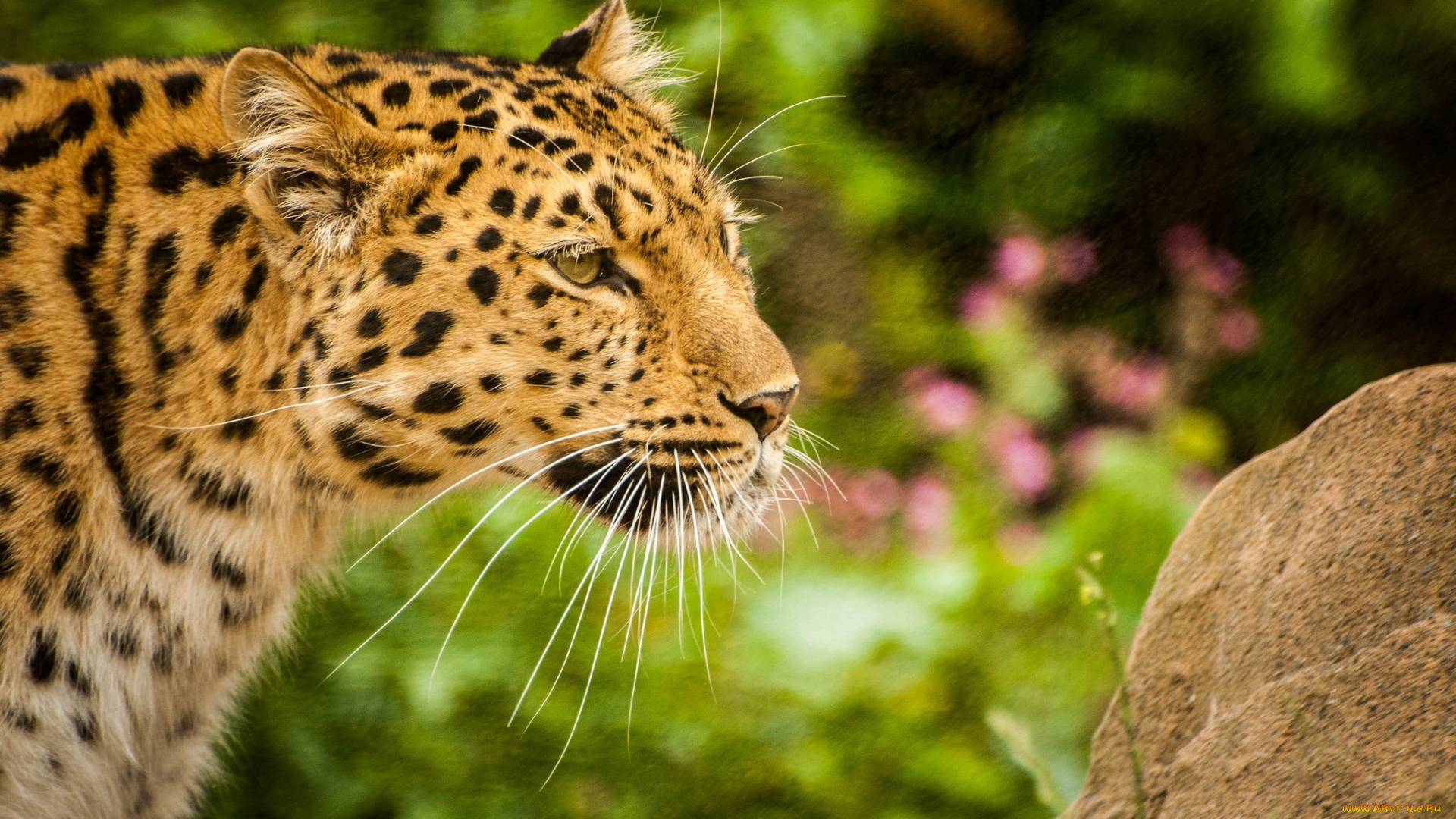 животные, леопарды, амурский, морда, профиль, усы
