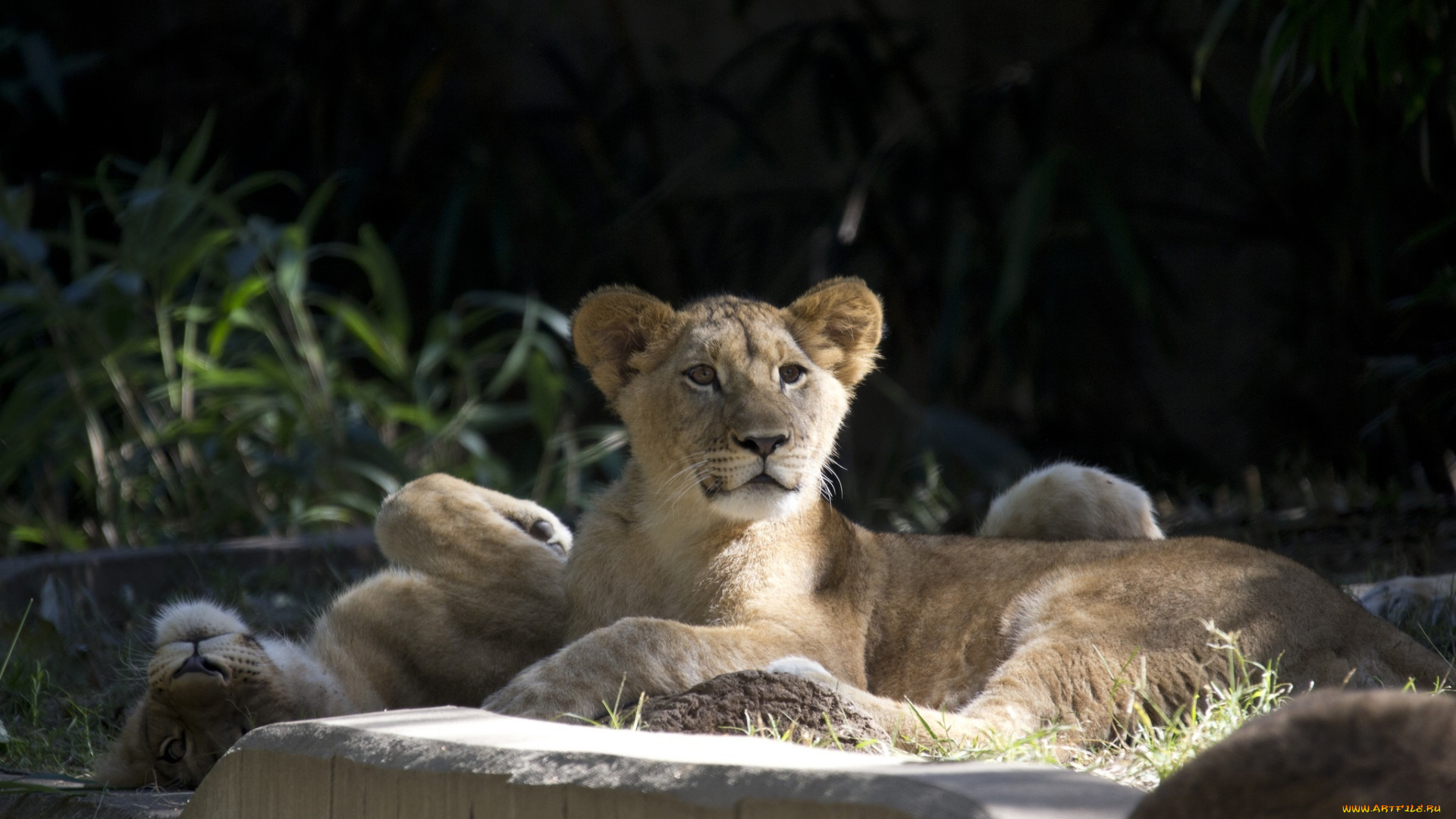 животные, львы, львята, детеныши, пара, морда, отдых, зоопарк