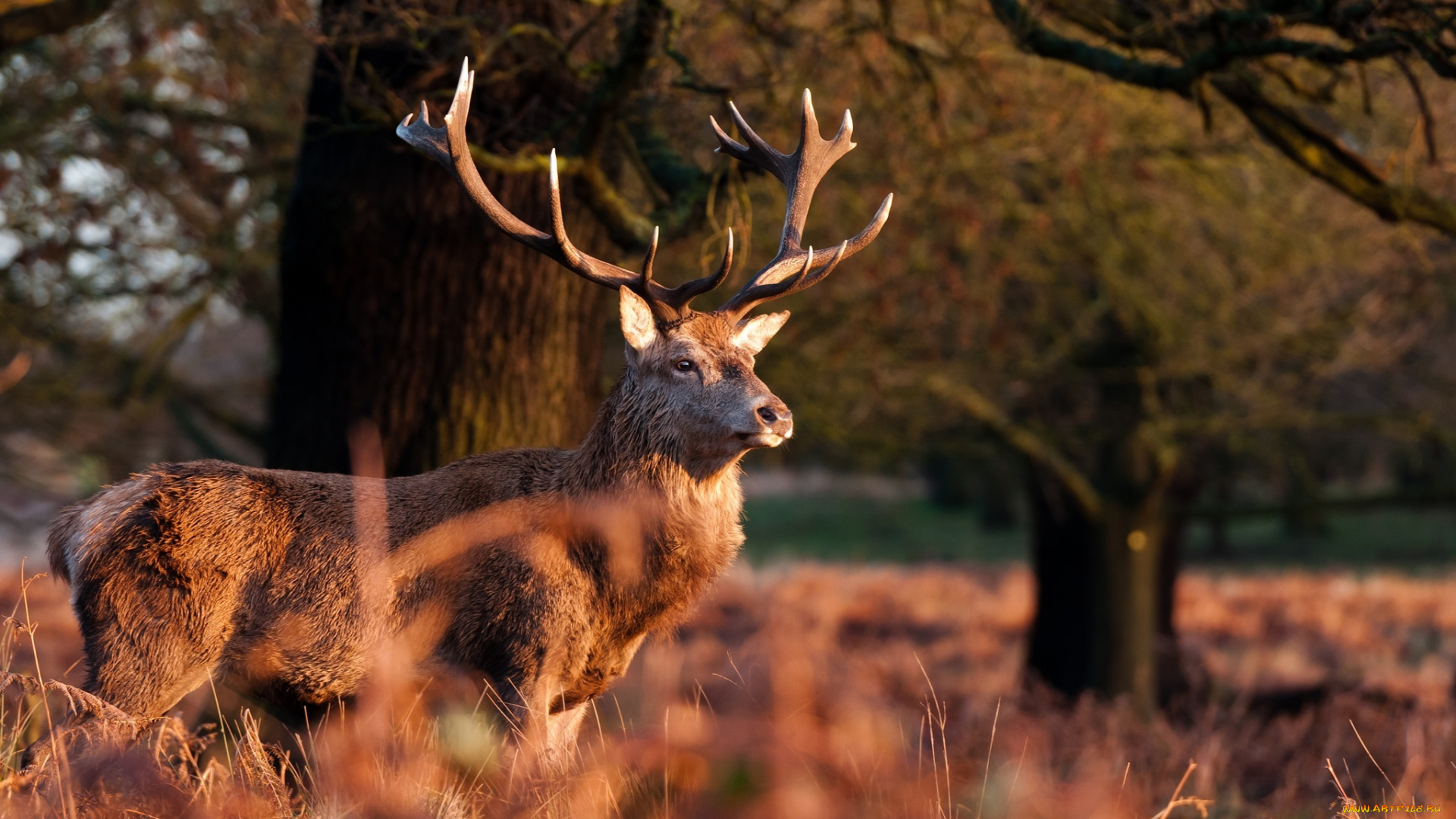 животные, олени, рога, морда, красавец, осень
