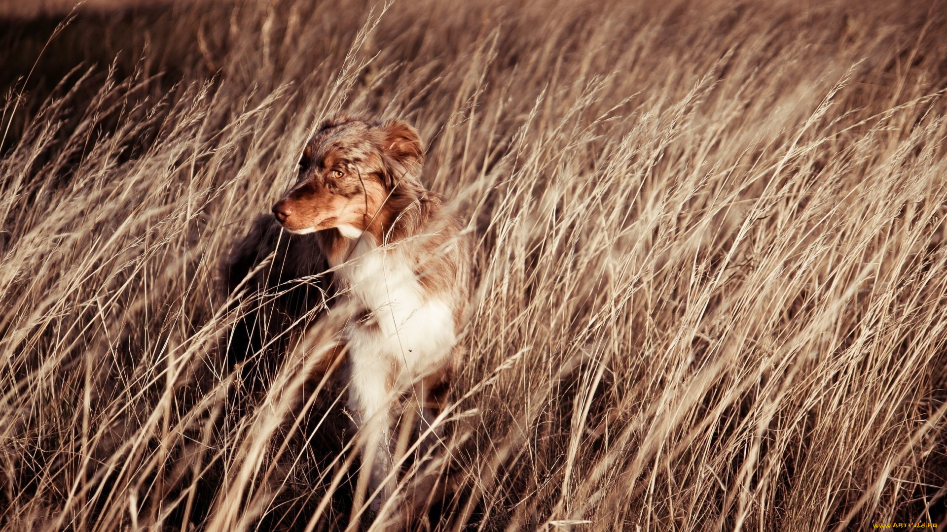 животные, собаки, колосья, морда