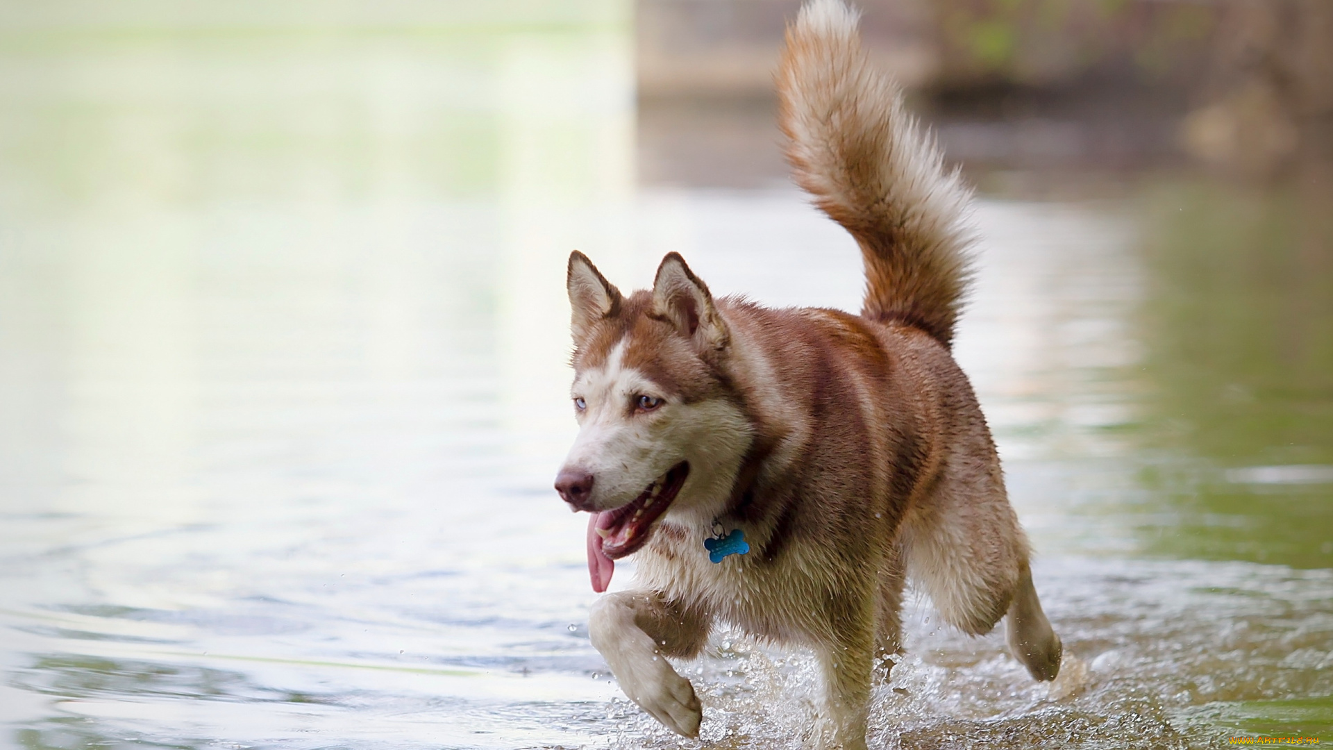 животные, собаки, собака
