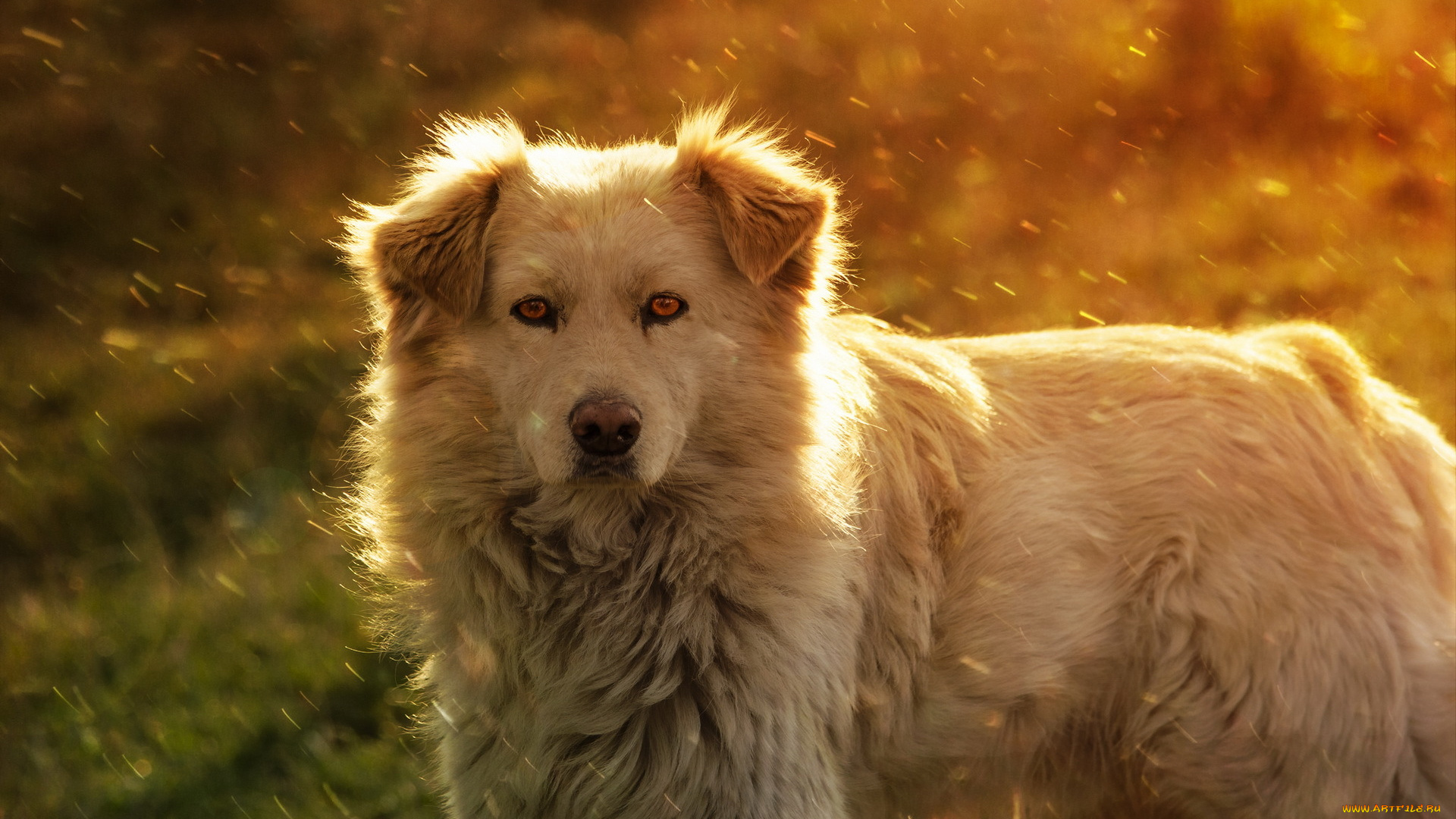 животные, собаки, собака, лето, друг, взгляд